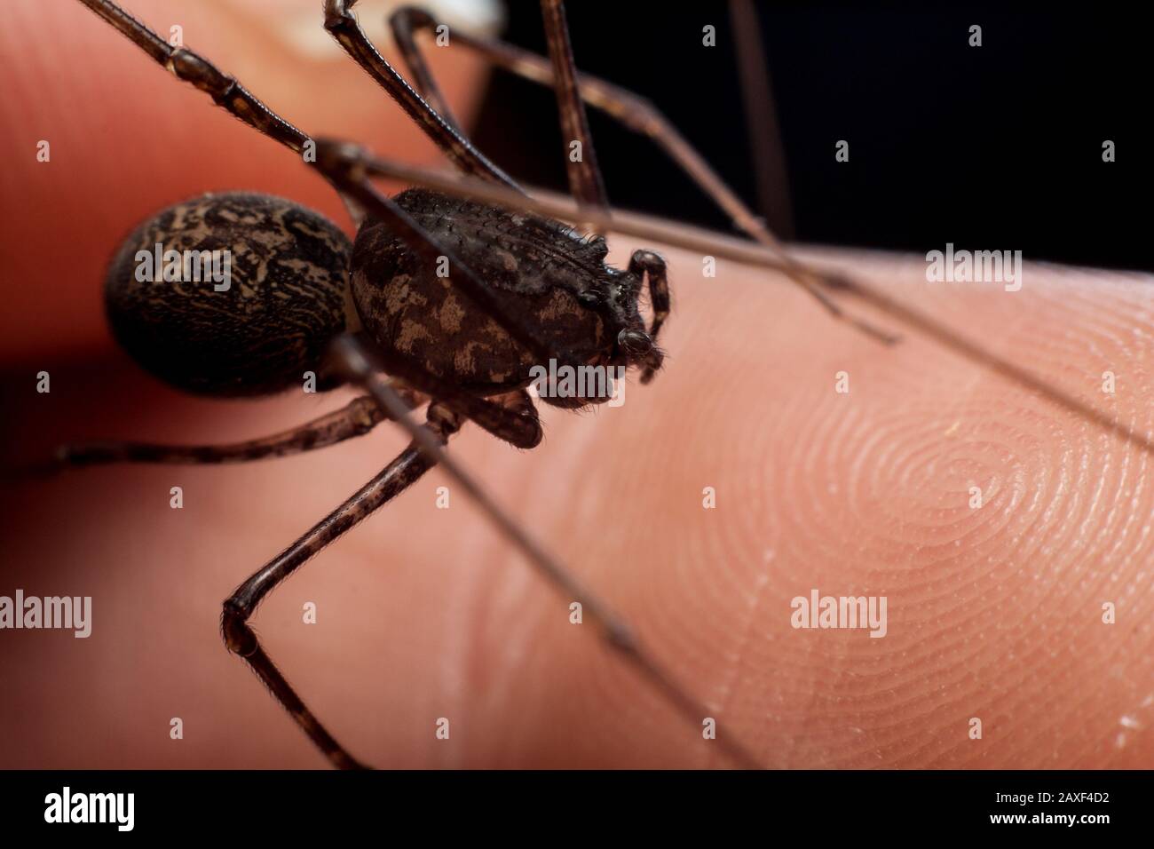 Petite araignée de maison connue sous le nom de araignée, Scytodes, gros plan de l'araignée sur la main Banque D'Images
