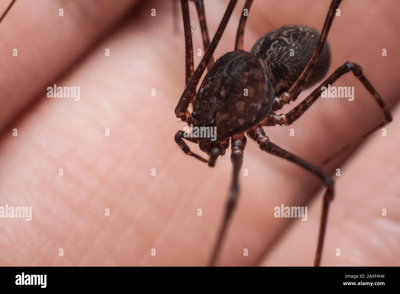 Petite araignée de maison connue sous le nom de araignée, Scytodes, gros plan de l'araignée sur la main Banque D'Images