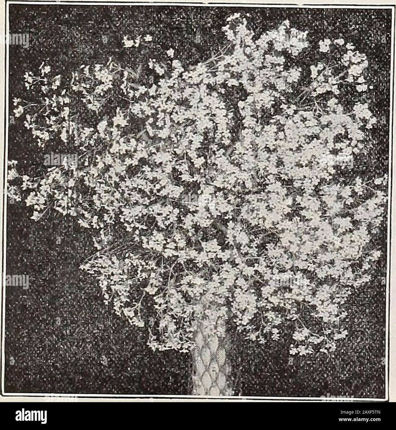 Liste des prix de gros de Dreer 1907 : plantes à bulbes fruits marins et légumes engrais, outils, etc . HYBRIDES DE LA MÉDAILLE D'OR DELPHINIUM TR. Delphinium Cashmerianum. Bleu foncé. Diverses nuances de bleu . Album. Elatum Blanc (Bee Larkspur). Bleu foncé centre . Coelestin. Bleu ciel, centre sombre Pormosum. Coelestin bleu foncé fin. Bleu céleste . . Zaiil (Sulfurum). Hybridum Jaune. Grande floraison, simple mixte . double mixte .... Hybrides De Médaille D'Or. Une souche très sélectionée ...Dianthus Plumarius (Pheasant Eye Pink) mixte double simple Dwarf Erfurt, 10 cts. Par pkt. Mes Banque D'Images