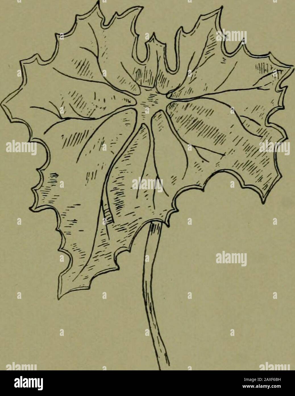 Plantes et leurs voies en Afrique du Sud . Fig. 53.—la feuille Fermement liée de Senecio sp. Est assez dépliée. Examiner les jeunes feuilles de date. Ils se sont plais au lieu de rouler. Lorsque les feuilles sont branchées, la ramification dépend de la ramification des veines. Dans certaines feuilles, il y a une veine centrale forte, d'où d'autres veines se brandient de chaque côté de la branche des pinnae de la douille d'une plume. Ce venationest appelé pinnat. Ou plusieurs veines fortes peuvent commencer à partir de la base ou de la partie inférieure de la feuille, et la venation est saidto être palmate (à la main). Dans la plupart des dicotylédons, les veines proéminentes se rejoignent Banque D'Images
