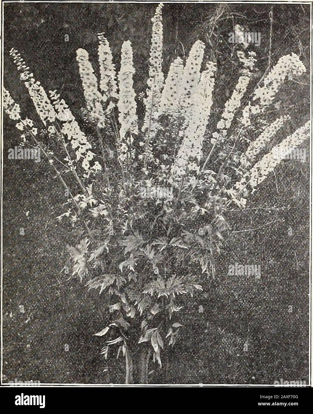 Liste des prix de gros de Dreer 1907 : plantes à bulbes fruits marins et légumes engrais, outils, etc . BELLS DE CANTERBURY TASSE-ET-SOUCOUPE EN GROS LISTE FICE. 27. HYBRIDES DE LA MÉDAILLE D'OR DELPHINIUM TR. Delphinium Cashmerianum. Bleu foncé. Diverses nuances de bleu . Album. Elatum Blanc (Bee Larkspur). Bleu foncé centre . Coelestin. Bleu ciel, centre sombre Pormosum. Coelestin bleu foncé fin. Bleu céleste . . Zaiil (Sulfurum). Hybridum Jaune. Grande floraison, simple mixte . double mixte .... Hybrides De Médaille D'Or. Une souche très sélectionée ...Dianthus Plumarius (Pheasant Eye Pink) si Banque D'Images