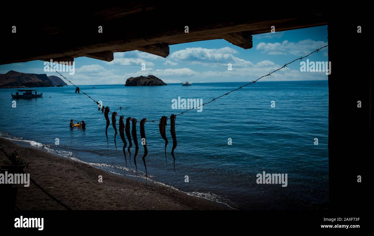 Pieuvre jambes accrochées à la plage à Eressos, Lesvos, Grèce Banque D'Images