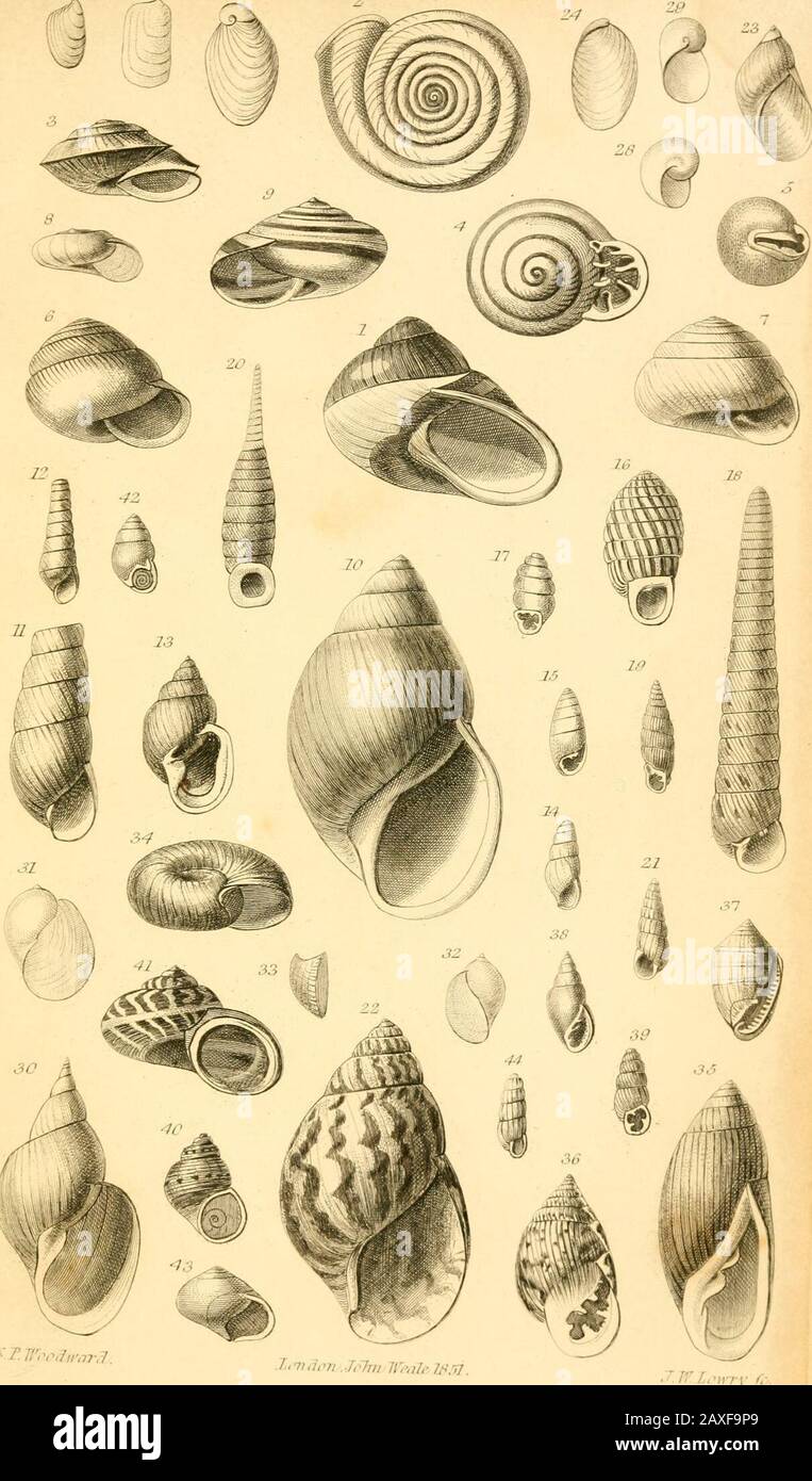 Un manuel de la mollusques, ou, UN traité rudimentaire de coquilles récentes et fossiles . /// / Icmdrn i n lUale lb &gt;/ -?^. 21 PL VZ. Tr.rhml -T..7U7rn.J,7jii Jh.n.-L^.V MANUEL DE LA MOLLUSQUES. EXPLICATION DES PLAQUES. Les principaux spécimens figurés ont été gentiment communiqués par MmeJ. E. Gray, M. Hugh Cuming, INIajar W. E. Baker, M. Laidlay de Cal-cutta, M. Pickering, sir Chas. Lyell, M. Sylvanus Hanley, M. Jamestennant Et M. Lovell Reeve. Les fractions ont raillé le nombre de fois (ou de diamètres) que les figues ont éduqué, ou agrandies. Plaque I. Octopodid&lt;e. ^^^^ 1. Octopus tuberculatus, bll. Banque D'Images