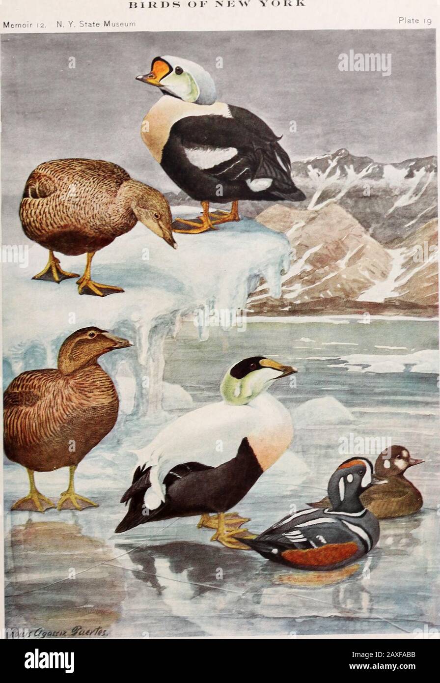 Rapport annuel . American GOLDEN-EYE Clililarte) MÂLE 3 nat. Taille plate 19 EIDER À GLACE EIDER AMÉRICAIN EIDER Page 220 Page ai8 ARLEQUIN DUCKPage 214 plate ig. USOsoiiif ^U 4*^ts, Banque D'Images