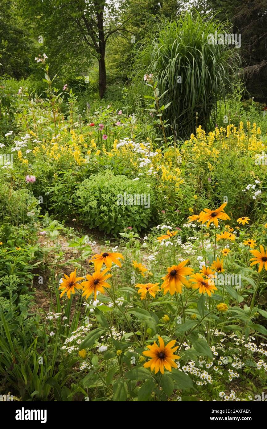 Bordure avec Rudbeckia jaune - Coneflowers, Lysimachia punctata - Loosestrife et Miscanthus - plante d'herbe ornementale dans jardin d'arrière-cour en été Banque D'Images