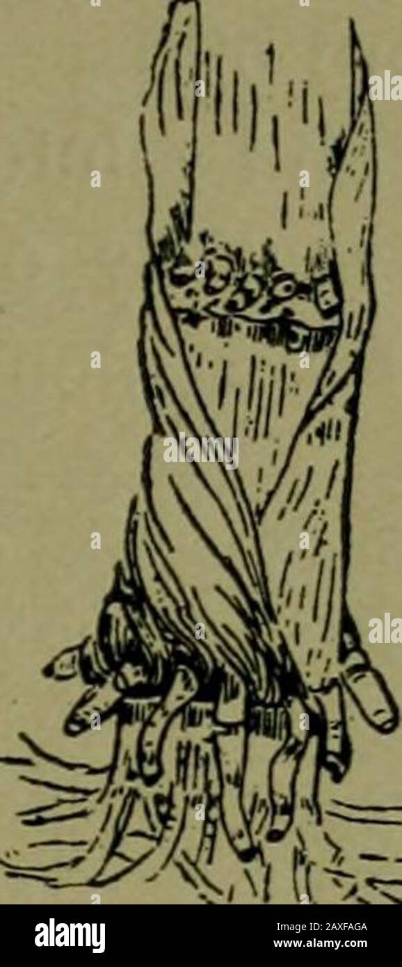 Plantes et leurs voies en Afrique du Sud . Fig. 34.—Pomme De Terre Blanche. Fig. 35.—Les racines de brasure d'IndianCorn {Zea mays). Faire leur travail, tandis que leurs cellules mortes extérieures s'imprégnent humidifient comme une éponge. Les racines transmises dans l'air sont appelées racines aériennes. L'ivyand escalade cactus utilisent leurs racines aériennes dans l'escalade. Les racines souterraines de Theyhont absorbent la matière alimentaire. La Façon Dont Les Arbres Poussent. Certaines plantes poursuivent leur croissance, tant au-dessus qu'au-dessous de la surface du sol, année après année. Si une telle plante croît à une hauteur de 20 pieds ou plus, et les branches inférieures restent non développées et tombent, afin de laisser un cent Banque D'Images