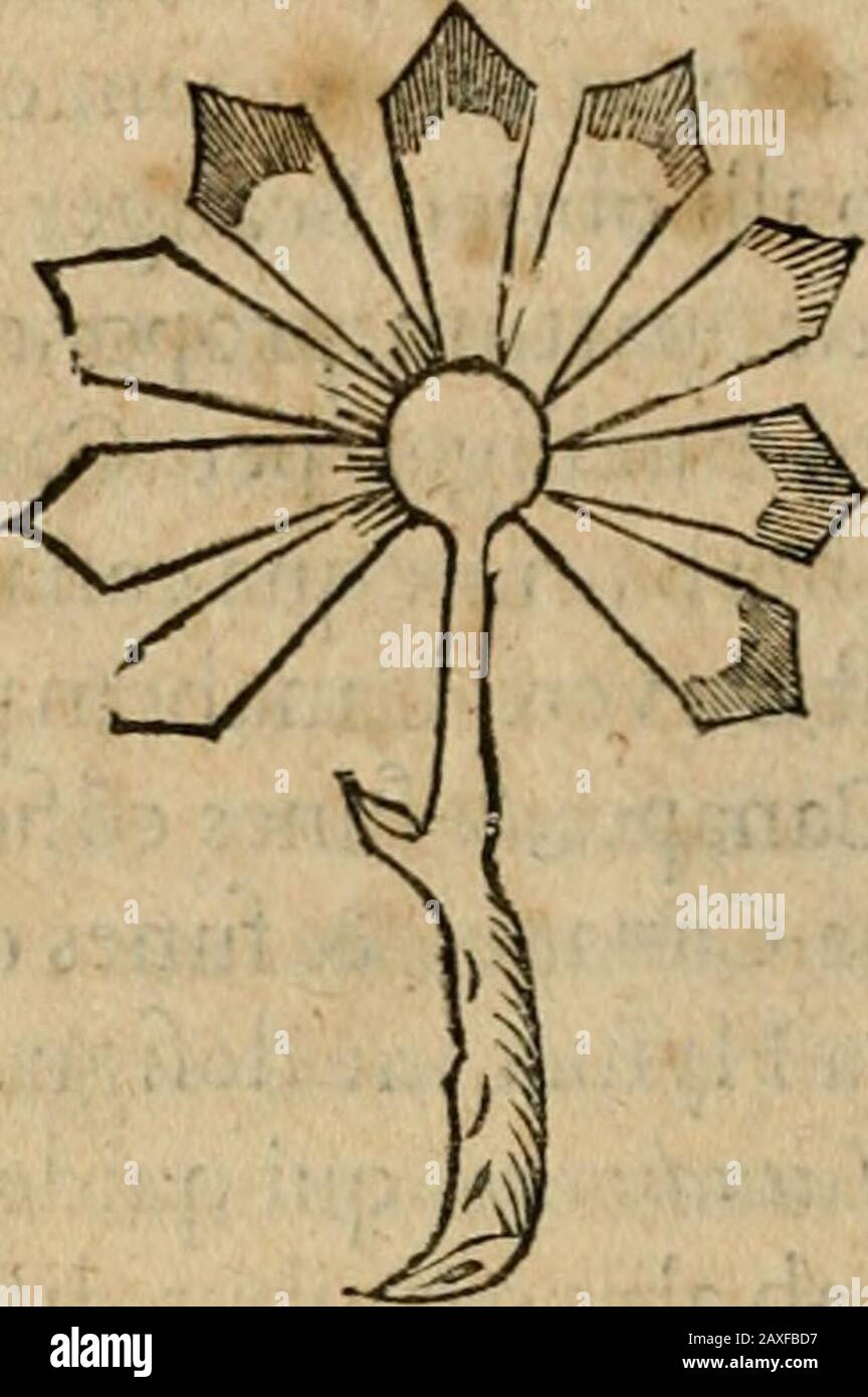 Exactissima descriptio rariorum quarundam plantarum, que continentar Rome à Horto Farnesiano . HAE rudes foUoruHyiucc^ vtriufq. Figur:E in Ouiedi Hb.extant^quasafferre non pigit, vt kd:or benignus diifinguere vakat Hyiuccam no-ftram Canedanam ( a nullo ha^flenus defptam ) a Mexicana CA-Hyuc. Monardis, Gomaras, Ouiedi, Cardani Et Ahorum. De PaneHyiucca: Mexicain^. S E C T I O T E R T I A. QVonia autem de Hyiucce planta (ermone CcTpimus hceat qu^foipfius hiftoriam profequi,& agere etiam de mexicana.NafciturhxL m India in Continuci in Prouincia S.Marth, Dominici, S. Banque D'Images