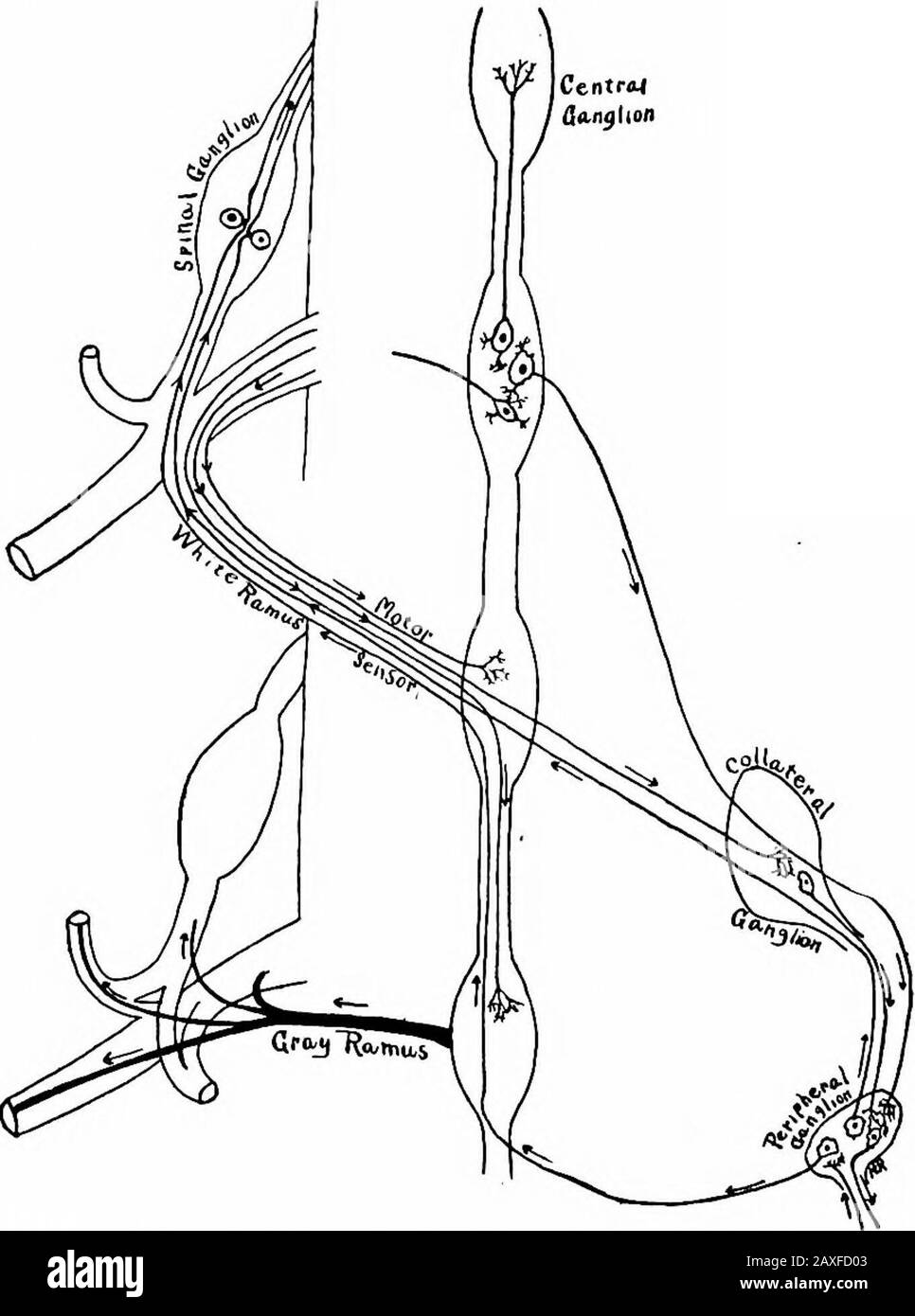 Un manuel d'anatomie . anches pour les autres nerfs, ou les branches périphériques qui passdirectement, ou par des plexus aux viscères et aux vaisseaux de la tête, du cou et du thorax. Les ganglions cervicaux supérieurs {ganglia cervicales supérieurs) sont thelargest; chacun se trouve en face des deuxième et troisième vertébrés cervicaux. Chacun est large, plat et en forme de broche, d'une couleur rougeâtre et repré-sents une fusion des quatre premiers ganglions cervicaux. De son extrémité supérieure (cephahc), une branche monte le long de l'artère carotidienne interne et dans le crâne, ses deux branches forment la carotide interne et la caverne- 468 LE SYSTÈME NERVEUX Banque D'Images
