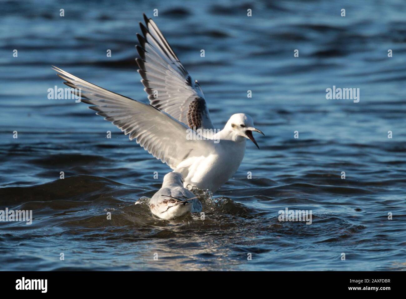 Bonaparte Gull sur le lac Banque D'Images