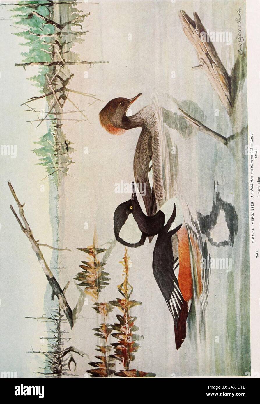 Rapport Annuel Plaque Ii Hooded Merganserpage I8i 0 La 0 If Q H W S J O E Plate 12 All Mallard P Se 187 Pag 0 Duckpage Noire I8s 00 Q H Photo Stock Alamy