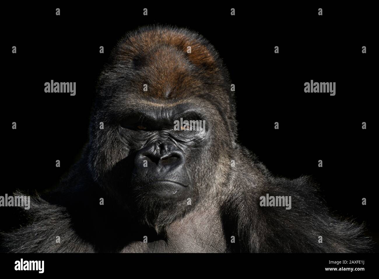 Le Boss, mâle Silverback Western Lowland gorilla, (Gorilla gorilla gorilla) gros plan avec des détails vifs du visage, des yeux. Banque D'Images