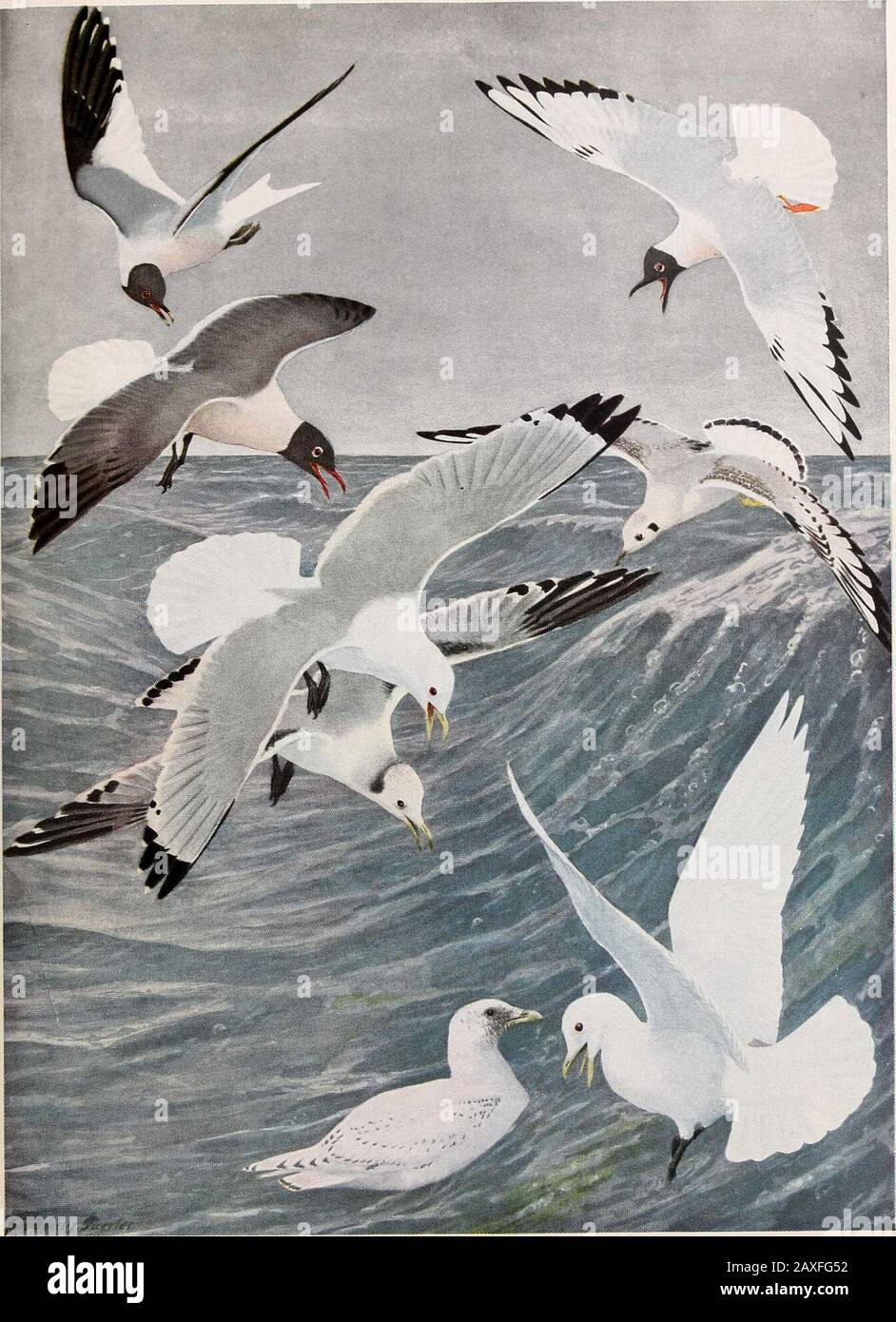 Rapport annuel . GULL LARUS delawreiisin Ord ADULTE EN ÉTÉ GRAND GULL Laius marinus Linnaeus ADULTE IMMATURE EN ÉTÉ /Smrr^f^i^-^** m^. Hareng GULL Lois aiycntaiHK Bruniiiiitch ADULTE IMMATURE EN ÉTÉ GULL Larus glucus lucus Briinnich FIN DE LA DEUXIÈME ANNÉE ADULTE EN ÉTÉ tMMATURE All i nat. Taille plate 6 SABINE GULLPage 136 RIRE GULLPage 132 KITTIWAKEPage 121 BONAPARTE GULLPage 134 IVOIRE gullgt Page 11 &O 120 OISEAUX Iv Mémoire 12. N. Y. plaque du Musée d'État 6. Sabine GULL adulte en été Xema ><abini (Sabine)RIANT GULL adulte en été Larus atrie Banque D'Images