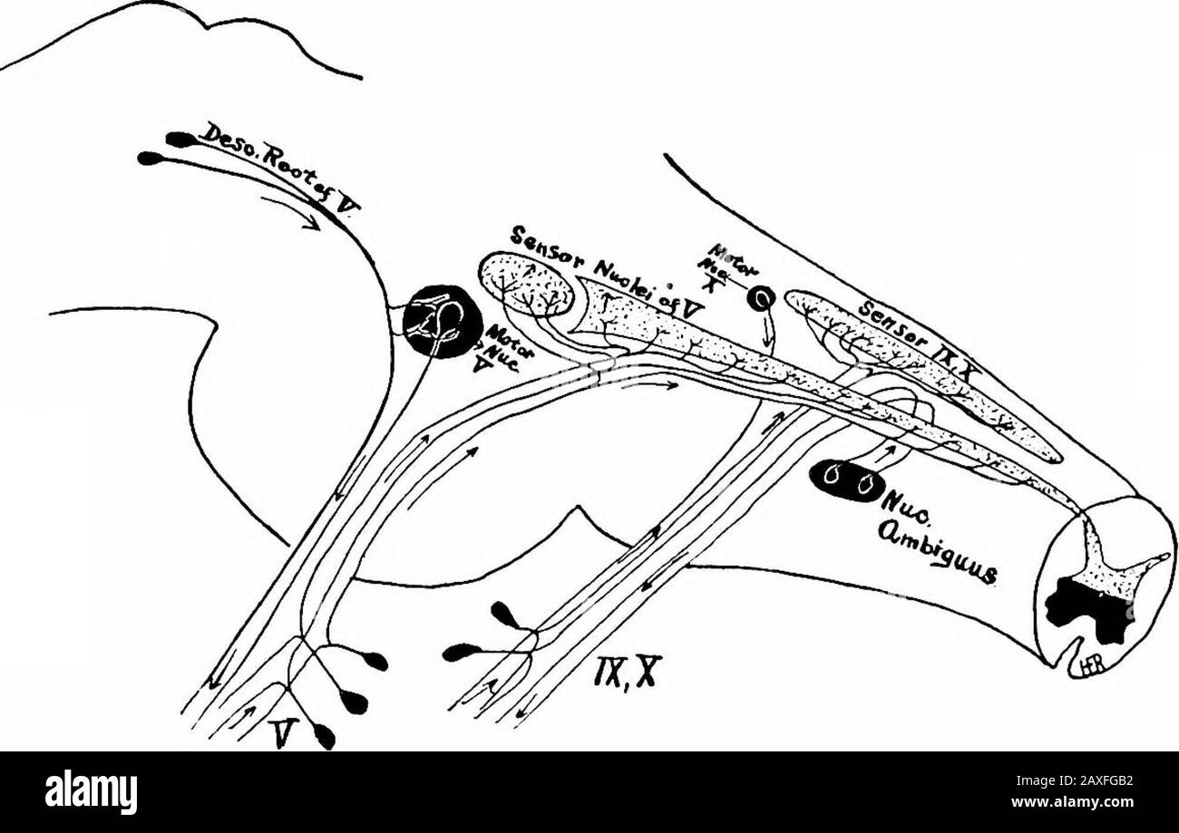Un manuel de l'anatomie . nerfs. Hautement probable que le nerf glossopharyngé est purement capteur.Les noyaux sont le noyau dorsal (mixte), le noyau ambiguë et le noyau du fascicule solltarius. Le noyau de l'irnixed dorsal, long et en forme de tige, se trouve à l'extrémité supérieure du noyau de l'hypoglossal et la partie motrice comprend la partie de la thatportion la plus proche de la Midhne. Les axones des cellules de cette partie LES NERFS VAGAUX ET GLOSSOPHAEYNGEAL 437 passent obliquement ventrolatéral entre le noyau olivaire et le corps therestiforme, émergeant de l'oblongata entre l'ohve et l'extrémité de la colonne latérale. Le Banque D'Images