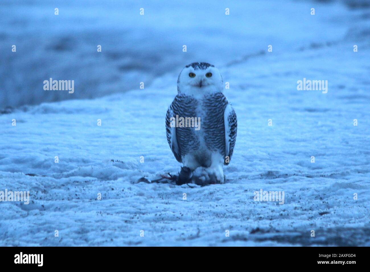 Harfang des neiges Banque D'Images