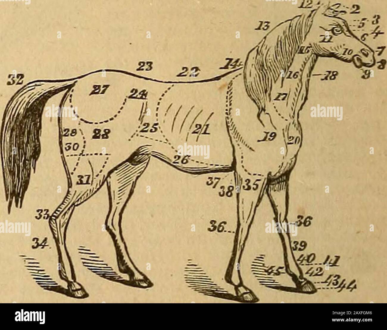 van chevaux prononciation