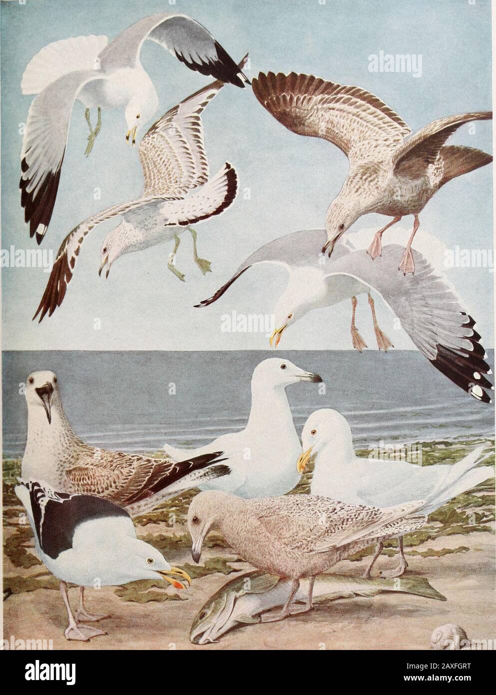 Rapport annuel . POMARINE JAEGEH si-efcorariii.S DE Nl^AV^ Vol^Iv Memoir 12. N. y Musée d'État plaque 5. GULL LARUS delawreiisin Ord ADULTE EN ÉTÉ GRAND GULL Laius marinus Linnaeus ADULTE IMMATURE EN ÉTÉ /Smrr^f^i^-^** m^. Hareng GULL Lois aiycntaiHK Bruniiiiitch ADULTE IMMATURE EN ÉTÉ GULL Larus glucus lucus Briinnich FIN DE LA DEUXIÈME ANNÉE ADULTE EN ÉTÉ tMMATURE All i nat. Taille plate 6 SABINE GULLPage 136 RIRE GULLPage 132 KITTIWAKEPage 121 BONAPARTE GULLPage 134 IVOIRE gullgt Page 11 &O 120 OISEAUX Iv Mémoire 12. N. Y. plaque du Musée d'État 6 Banque D'Images