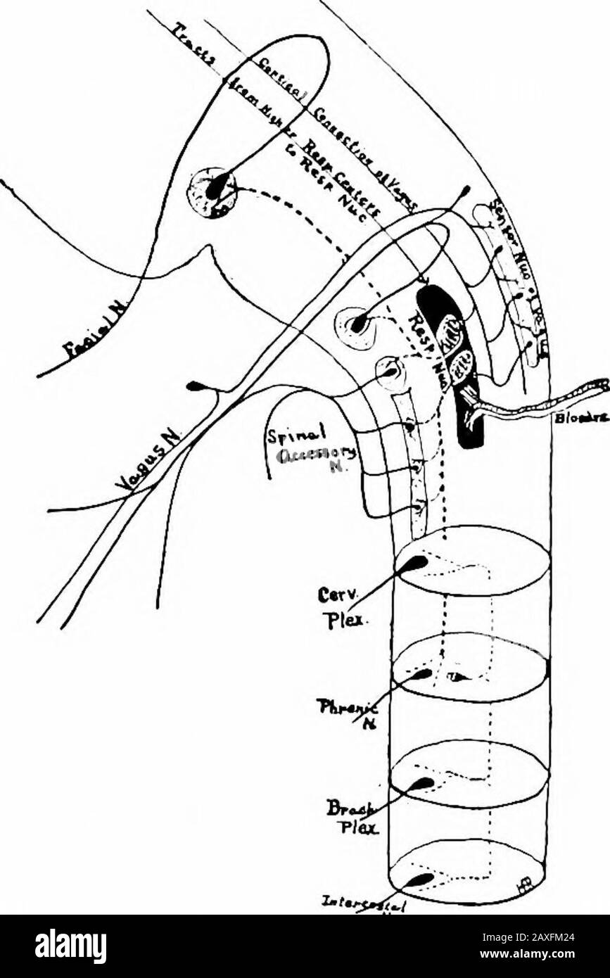 Un manuel d'anatomie . il fibres continuéons le même côté à travers la colonne dorsale aux noyaux cunetusand gracilis. De là, les fibres du deuxième neurone transmettent les FAISCEAUX CONCERNÉS PAR LA RESPIRATION 425 impulsions par l'inverse lemnisque médial au thalamus.Le troisième neurone relie le thalamus à la zone corticale.Certaines fibres passent des noyaux gracilis et cuneatus au cortex cere-bellar; de nouvelles fibres passent d'ici au noyau denté du cervelet à partir duquel de nouvelles fibres passent au thalamus par la brachia conjonctiva. Certaines des fibres, seulement, de la première neu Banque D'Images
