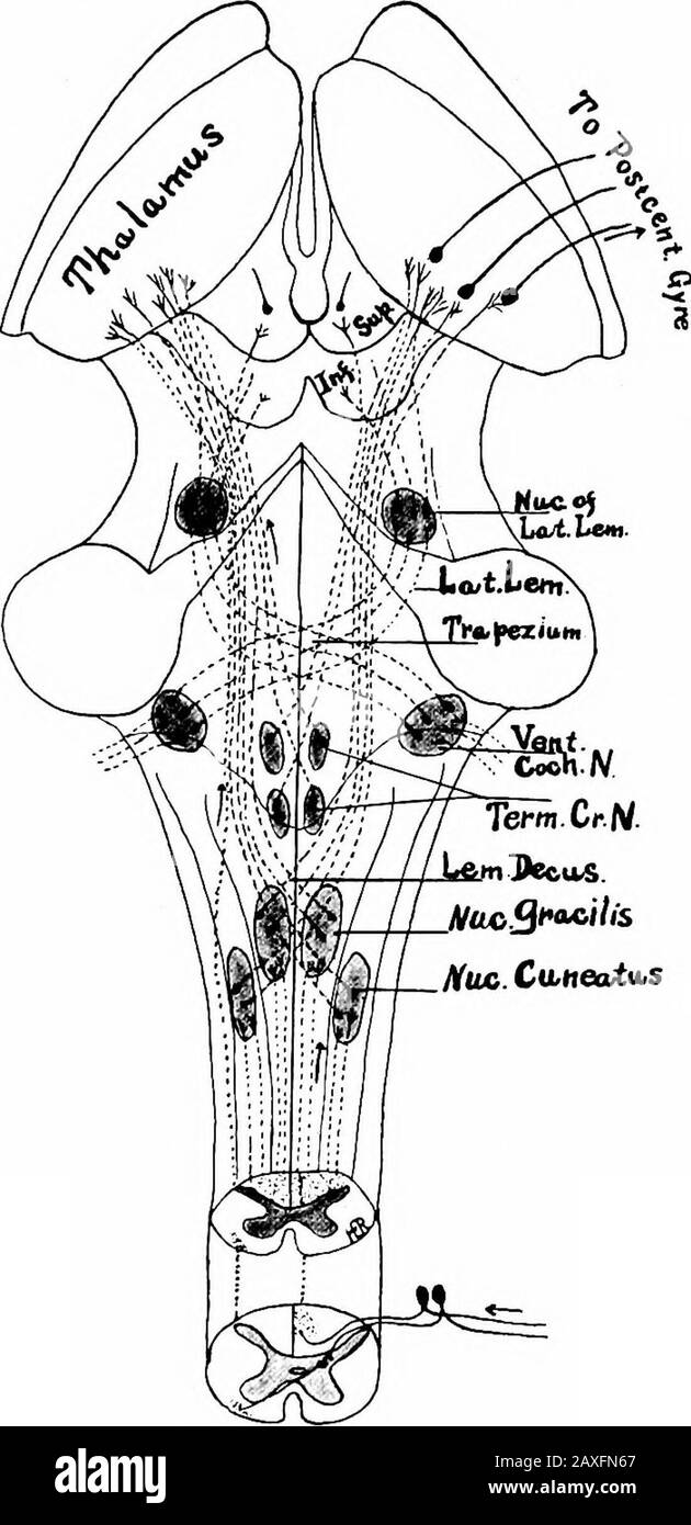 Un manuel d'anatomie . F,G. 302. Diagramme des neurones dans les voies motrices directes et indirectes et les con-nections du cervelet avec la tige du cerveau et la moelle épinière. Direct.—Neurone I. .4toB; neurone 2, B à C. indirect.—Neurone I, .-1 cortex cérébral) à D; 2, D à E; 3, £ à F; 4.Fto g; 5, s à B; 6, B à C. main, et dans le cas des nerfs cérébraux comprend les cellules des différents noyaux d'origine et leurs processus qui forment la partie motrice des nerfs cérébraux. Ces axones sortent de la substance grise, deviennent myéhnés et se terminent finalement directement par un striate vol-untary Banque D'Images