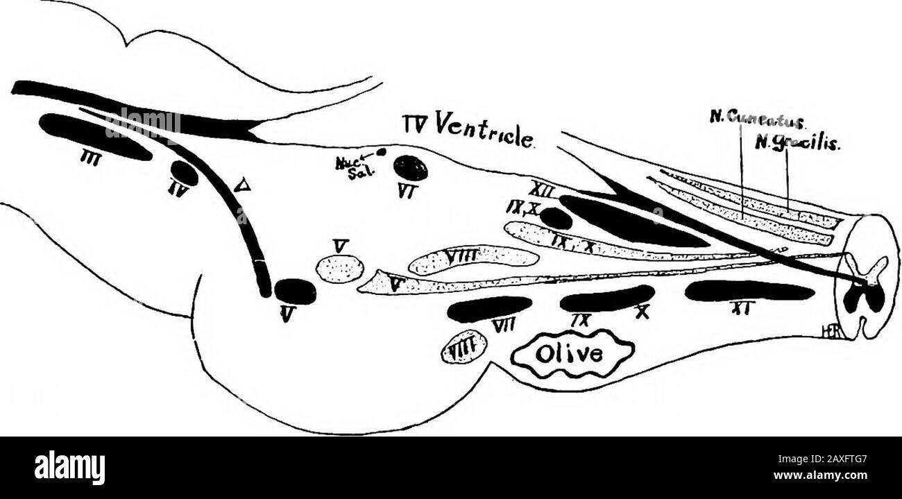 Un manuel d'anatomie . re ventral sont la brachia pontis et la racine du capteur du nerf thétrigeminal; près de la surface se trouve le noyau du capteur de la laternerve. 404 LE SYSTÈME NERVEUX Dorsal au trapèze et dans la ligne médiane est le raphé avec theformatio reticularis formant un grand champ de chaque côté. Latéral à la théformatio est le noyau moteur du nerf trigéminal, à côté de la racine mésen-céphalique du même nerf et à la surface du pédoncule supérieur de cere-bellar (brachium conjonctivum) formant également la paroi dorsale de la section dans cette zone. Le pédoncule est semi-lunaire dans le shapeand Banque D'Images
