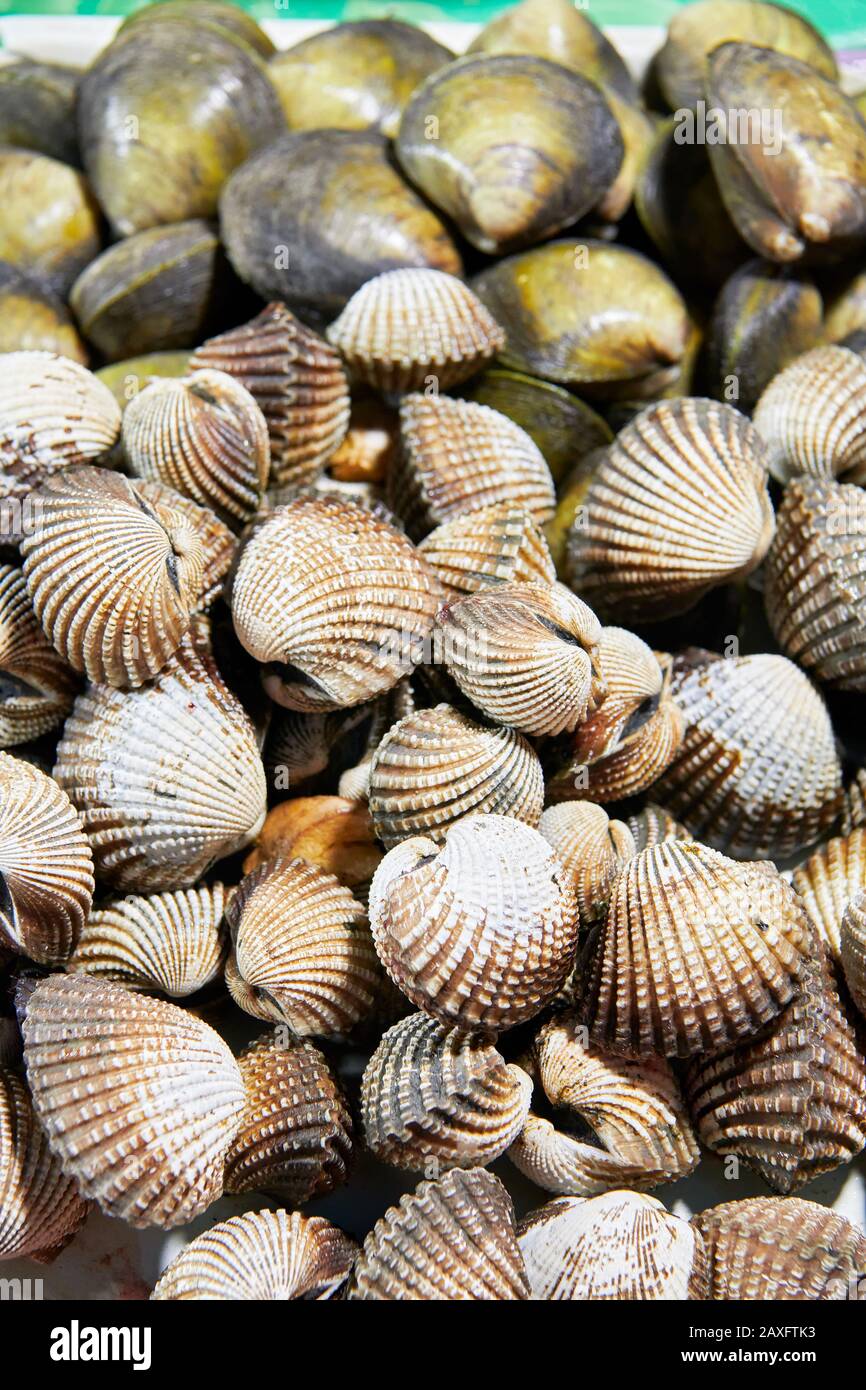 Un tas de coquillages texturés de couleur brune et verte, isolés du fond, photographiés dans un marché public à Iloilo, Philippines, Asie Banque D'Images