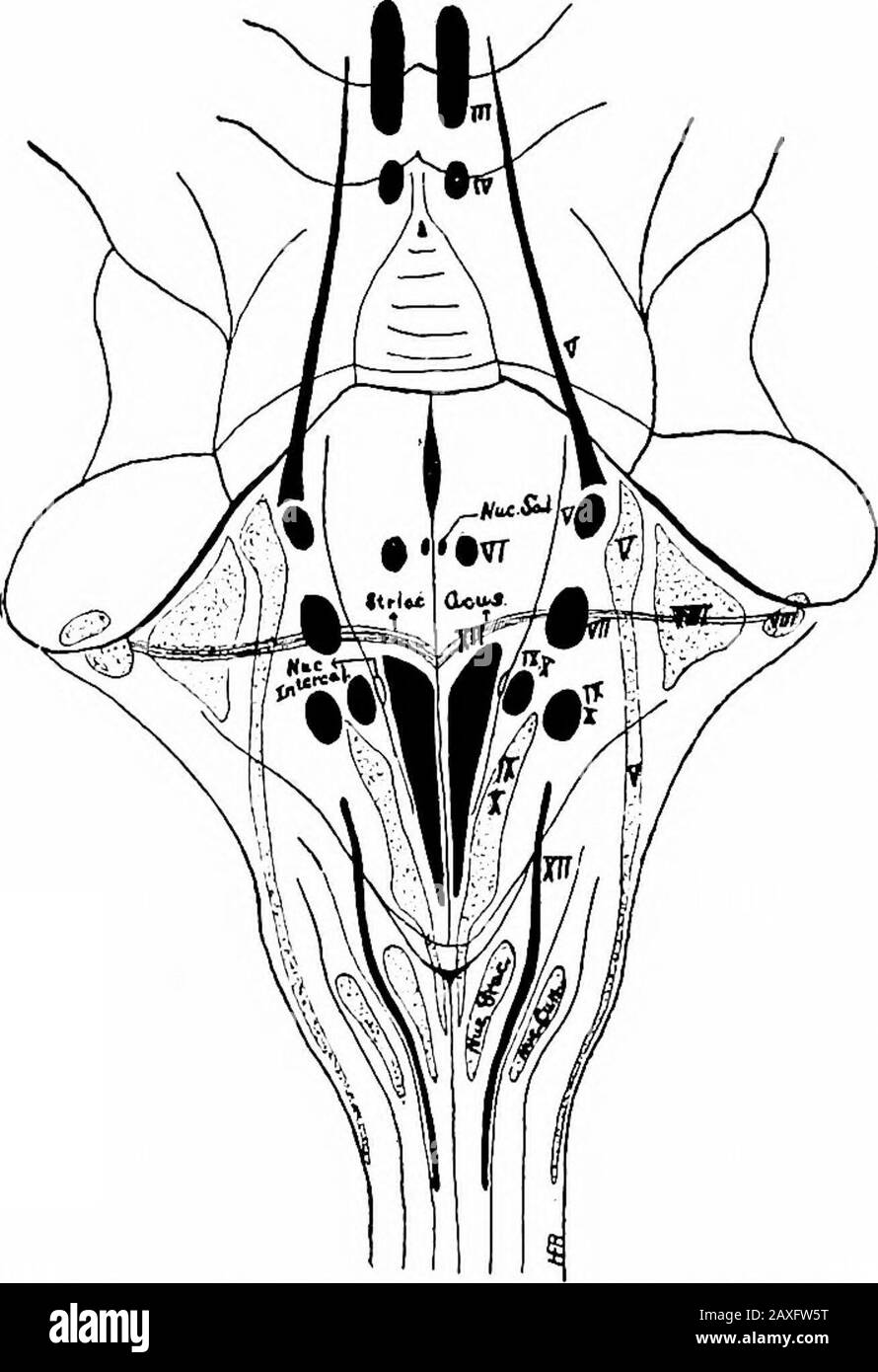 Un manuel d'anatomie . ve un parcours longitudinal. Dans la région juste dorsale aux fibres de pons sont les pyramides, twolarge compact faisceaux de fibres longitudinales sur leur chemin vers theoblongata. Certaines de ces fibres se terminent dans les noyaux pontisreprésentant les fibres cérébropontiles. Le dorsal aux pyramides est vu le nombre d'avariables de fibres pontiles transversales plus profondes. Les arcuatefies et les noyaux de l'oblongata sont analogues aux noyaux des fibres de pons et des noyaux pontiles. Le dos aux pons se trouve les fibres du lemnisque médial formant l'a26 402 LE SYSTÈME NERVEUX plutôt compact de chaque côté du rache. Banque D'Images