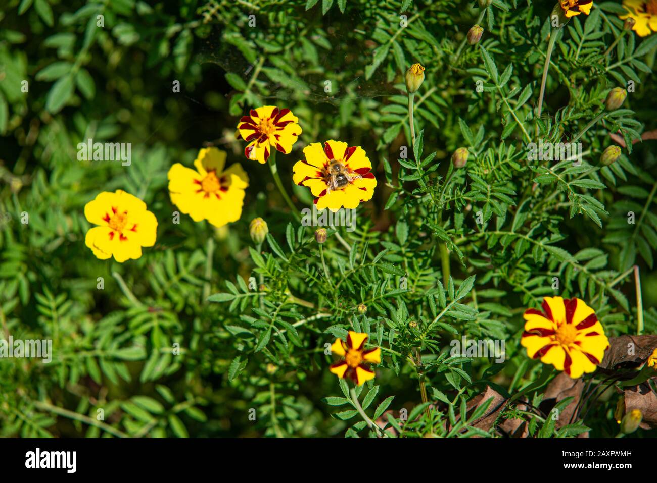 Belles fleurs orange marigold sous les rayons du soleil de printemps. Une abeille est assise sur l'une des fleurs. La vue du dessus Banque D'Images