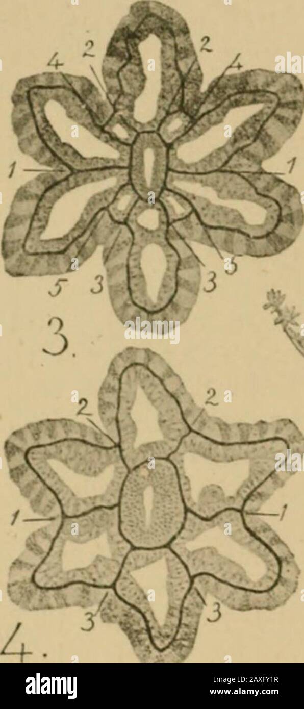 Les porifera et coelentera . ulculus sont présents, et les tentacules correspondant à la sulcar et les chambres inter-mesenteriales sulculaires sont plus longs que le reste. Dans la plupart des genres, il y a dix mésentéries, qui ne portent pas de muscle[ bannières. Le genre Leiopathes est une exception, ayant douze, mesenteries. Là où dix mésenteurs sont présents, ils ont le tharrangement montré dans la Fig. XXVI. 2. Les paires mésentériales sulocar et asulocar sont courtes; les paires sulco-latérales et sulculo-latérales sont un peu plus longues, mais les 54 mésennies latérales ANTHOZOA qui correspondent à l'axe long du thecol Banque D'Images