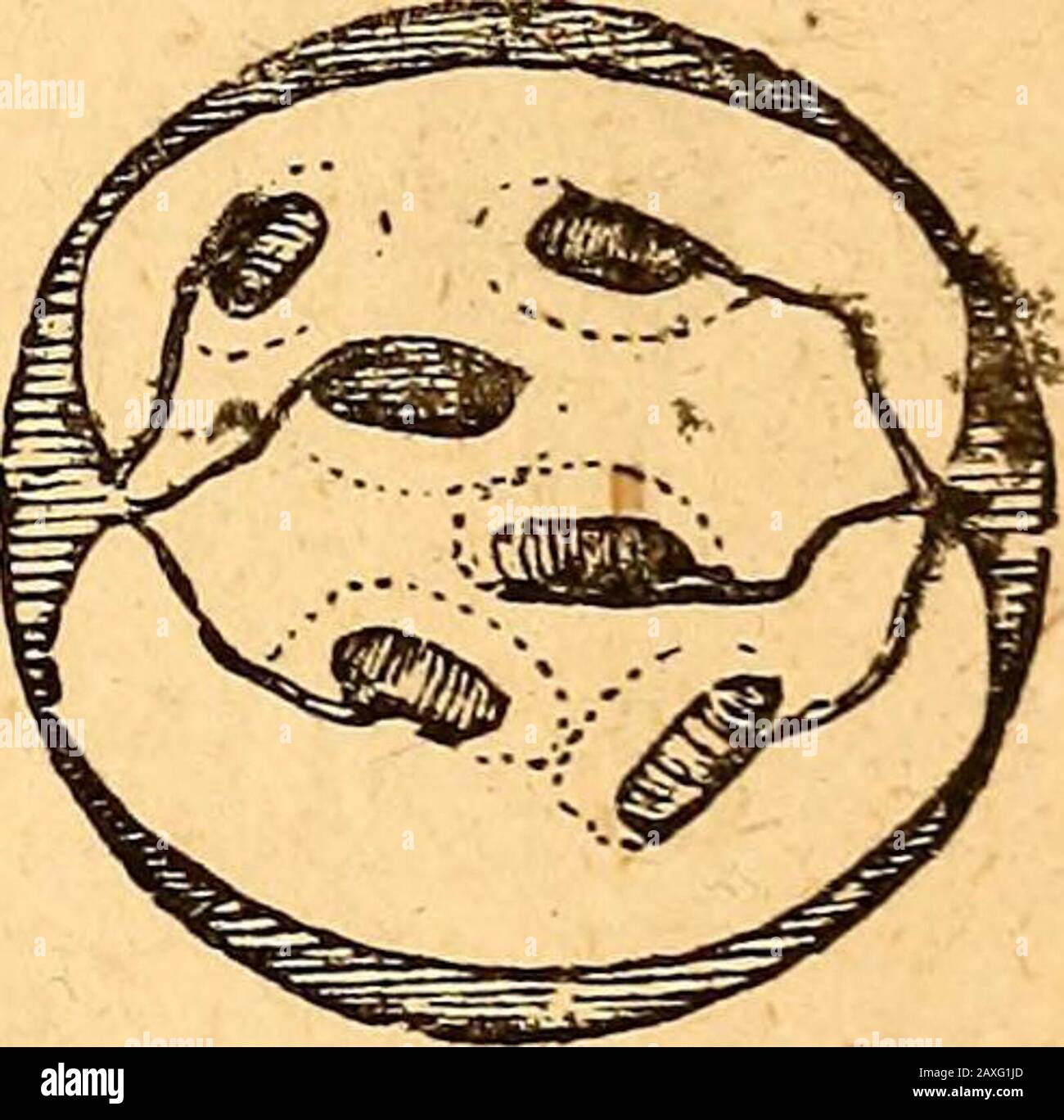 Texte-livre de botanique structural et physiologique . de Cormis. Amande, et noyer, parfois biloculaire, comme dans le cornel(Fig. 325 II.) et café-baies. Dans la baie, toutes les couches de la péricarpe sont charneuses et aspirantes, comme dans le raisin, le currant et la groseille (Fig.326) ; ou les couches extérieures sont plus dures, comme dans le citron et le gourde, [ce dernier parfois appelé un pepo La pomme est un pseudocarpe de type baie. Dans l'achène, toutes les couches de la peri-carpe sont sèches et presque similaires. Il contient presque ^^   transverseinvariablement une seule graine, section par une oie- T- „ , ^ 1^ • baies ; le f Banque D'Images