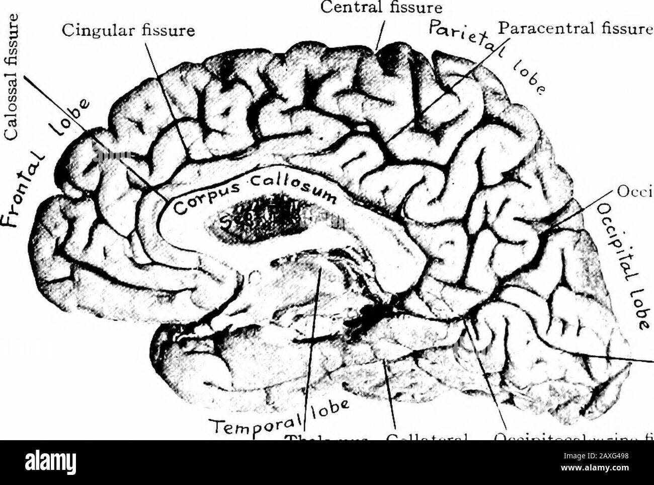 Un manuel d'anatomie . sulci frontal, précentrique, rostrale et paracingulaire. 2. Lobe pariétal.—sulci post-central, angulaire, paroccibital, intermedialand préceal. 3. Lobe occipital.—^sulci occipital latéral et lunatal. 4. Lobe temporal—sulci temporal supérieur, moyen et inférieur.Chaque lobe est divisé en gyres ou convolutions par les fissures secondaires ci-dessus. L'insula, ou l'île de Reil, ou le lobe central est dissimulé par des thelps de la trissure de sylvian. Il est de forme tétraédrique et ses apexis pointent vers le bas et vers l'avant. Il est entouré par la fissure circulaire ou de circuit-insulaire. Ceux-Ci Banque D'Images
