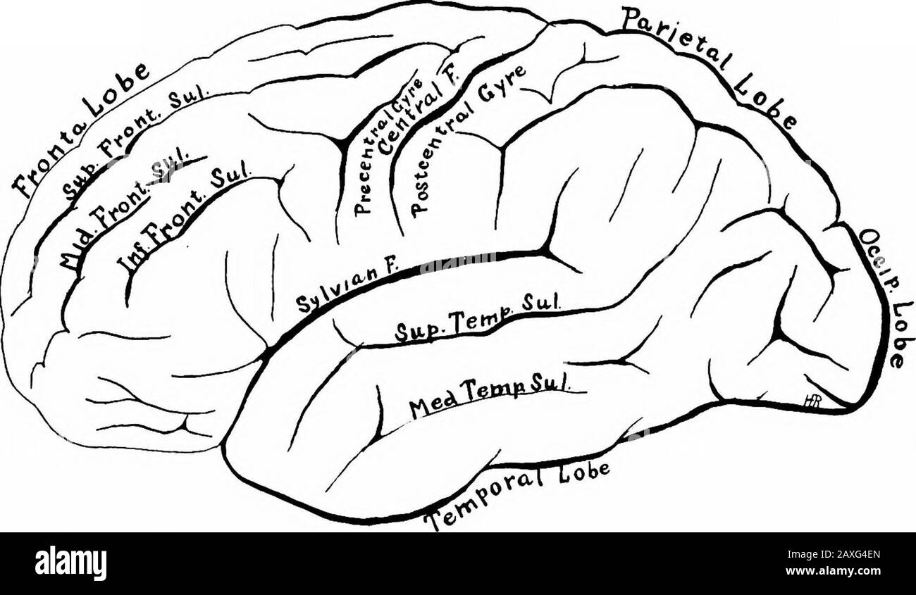 Un manuel d'anatomie . X^lobe occipital lobe temporal Cerebellun fisosure cérébrale latérale (Silvius) Oblongata Fig. 276.—aspect latéral gauche du cerveau avec les membranes retirées. {À Partir de l'aphotographe.). Fig. 277.—fissures et lobes principaux o£ la surface latérale de l'hémisphère cérébral gauche. 388 LE SYSTÈME NERVEUX 3. Le fissure occipital {sulcus parietooccipitalis) est vu environ 5 cm. Au-dessus du pôle occipital et n'est représenté que partiellement sur la surface de la région. Il indique la séparation entre les lobes pariétal de l'occipitaland. Sur la surface médiale, les fissures interlobbars suivantes sont visibles Banque D'Images