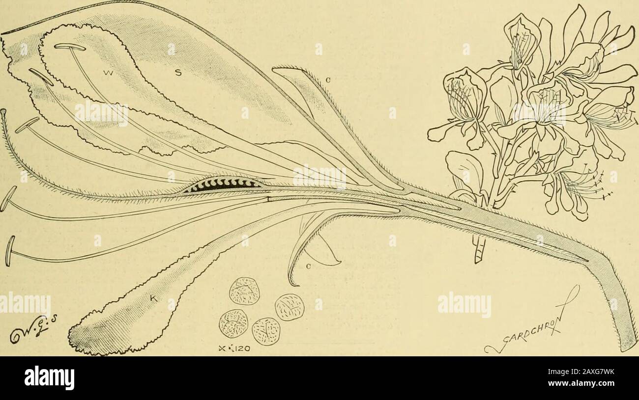 La chronique des jardiniers : une revue hebdomadaire illustrée de l'horticulture et des sujets alliés . ithistand - élégant 0. Incurvum avec de nombreuses hautes spikesof fleurs blanches et roses. Cattleyas, Laelio-Cattleyas, et Brasso-Cattleyas sont les principales caractéristiques des maisons intermédiaires, et les plantes se retrouvent dans une santé superbe, certaines des Cattleyas beinggrown avec des pseudo-bulbes, tout à fait le double de tout le sizeof jamais importé. Une pseudo-ampoule sur une plante de Cattleya Schroderae a mesuré 6 circonférence d'inschesin, et d'autres sur C. Warscewiczii,C. Mossiae et C. Mendelii étaient des proporatelylarg Banque D'Images