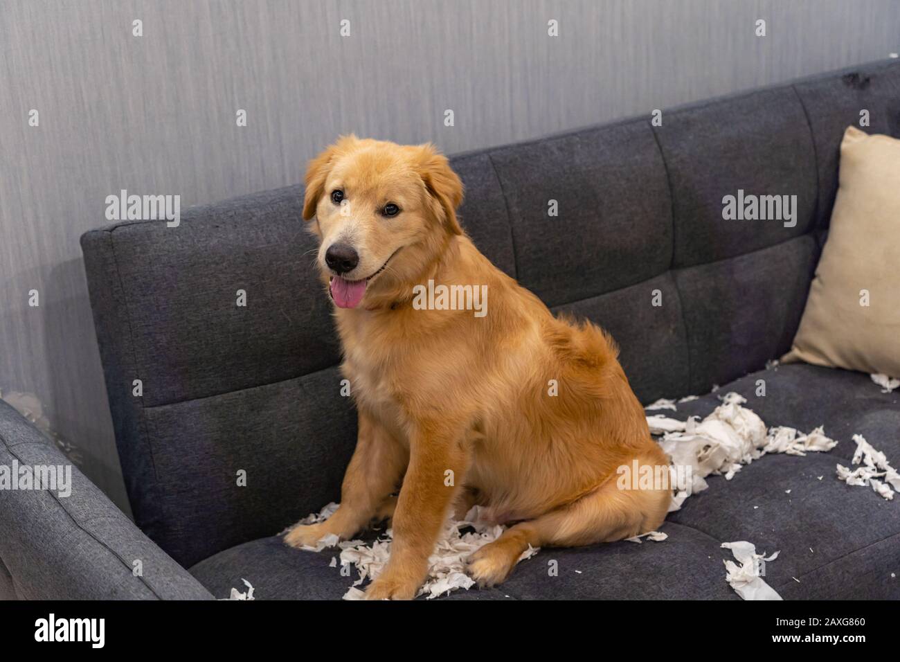 Chien Golden Retriever jouant des tissus sur le canapé Banque D'Images