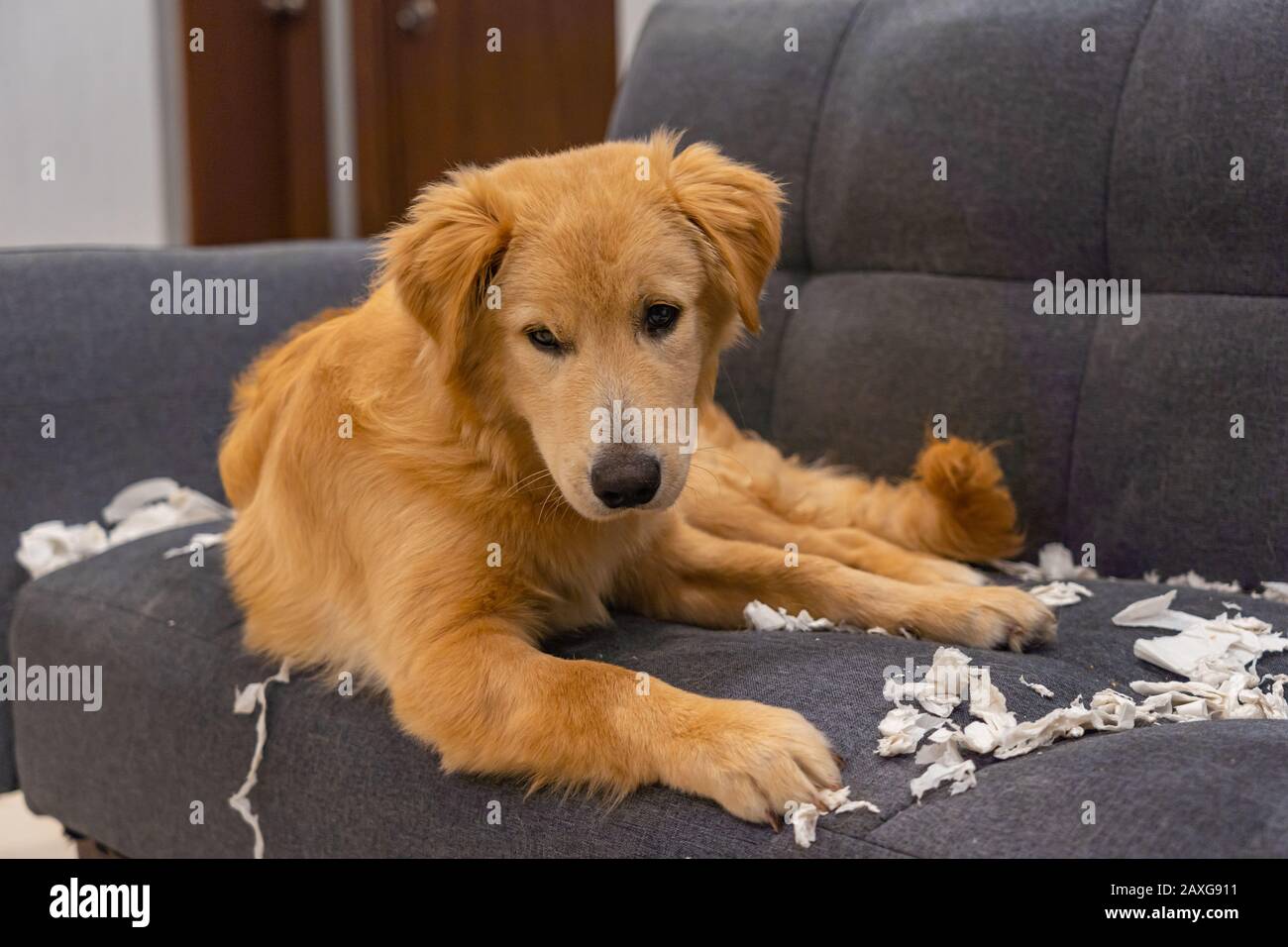 Joli chiot doré qui repose sur un canapé et un tissu mordant Banque D'Images