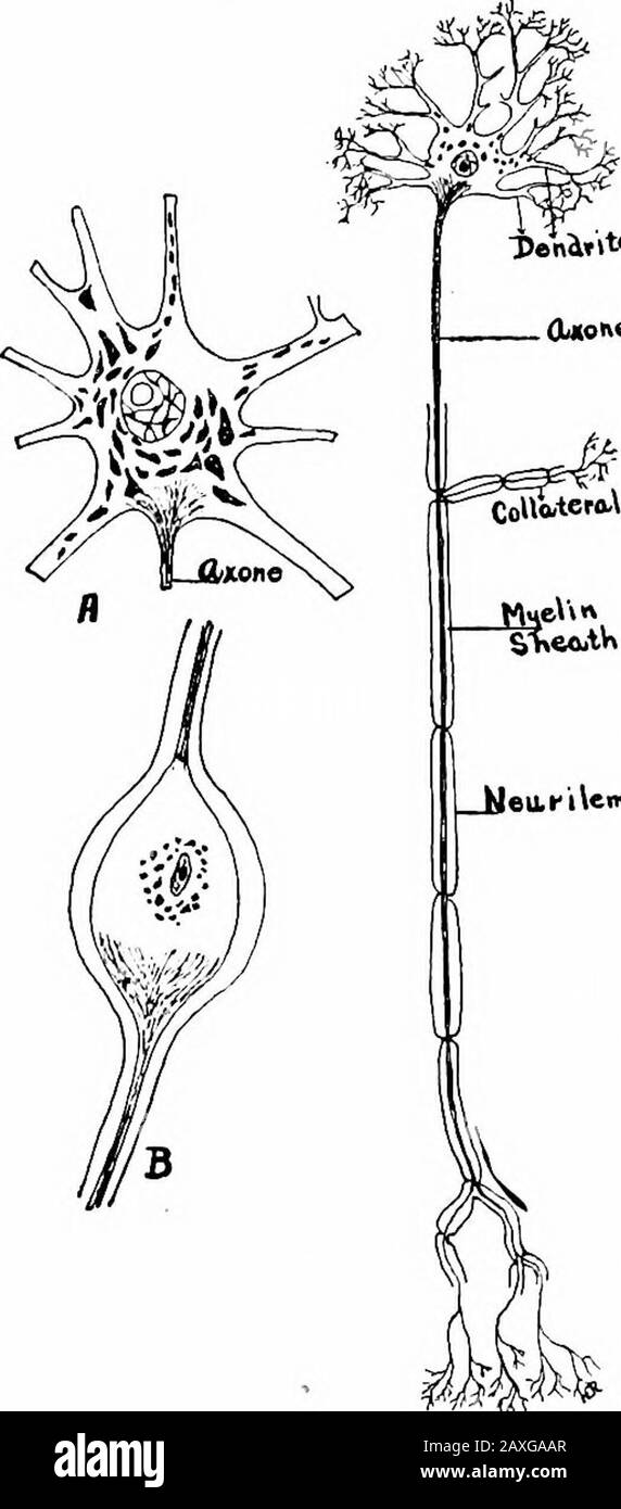Un manuel d'anatomie . et des connexions indirectes entre le système central et la périphérie du corps. L'Eachneurone se compose d'une cellule et de processus de l'itsprocessus. Le tissu nerveux gris est composé de cellules nerveuses, de leurs processus, de nervofibres et d'un tissu de soutien distinctif, les neuroglies. Une cellule nerveuse ISA neurone et ses processus. Le corps de Thecell, ou cytom, comprend l'amasse de protoplasme variant de 4 M à 20 M de diamètre et exhibitsa granulé et fibrilaire structure.Les granules basophiles sont largemais inconstants selon l'état de la cellule. Les théségranules sont appelés corpusclesof Nissl, ou tigroid b Banque D'Images