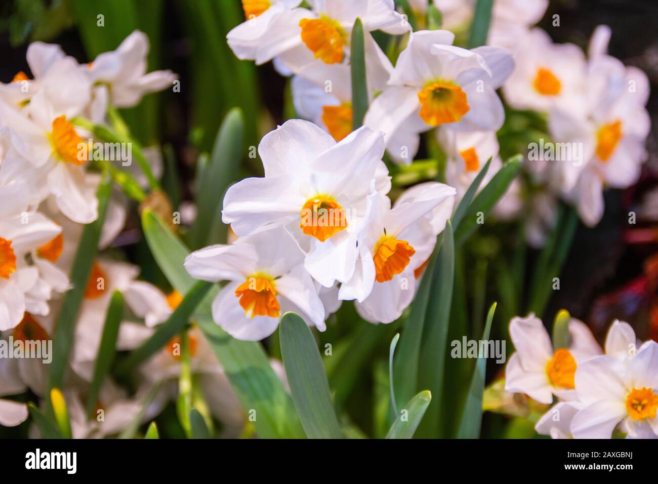 daffodil, géraniums un rare parfumé avec de belles fleurs, il y a une douceur retentissante qui est émise de la fleur Banque D'Images