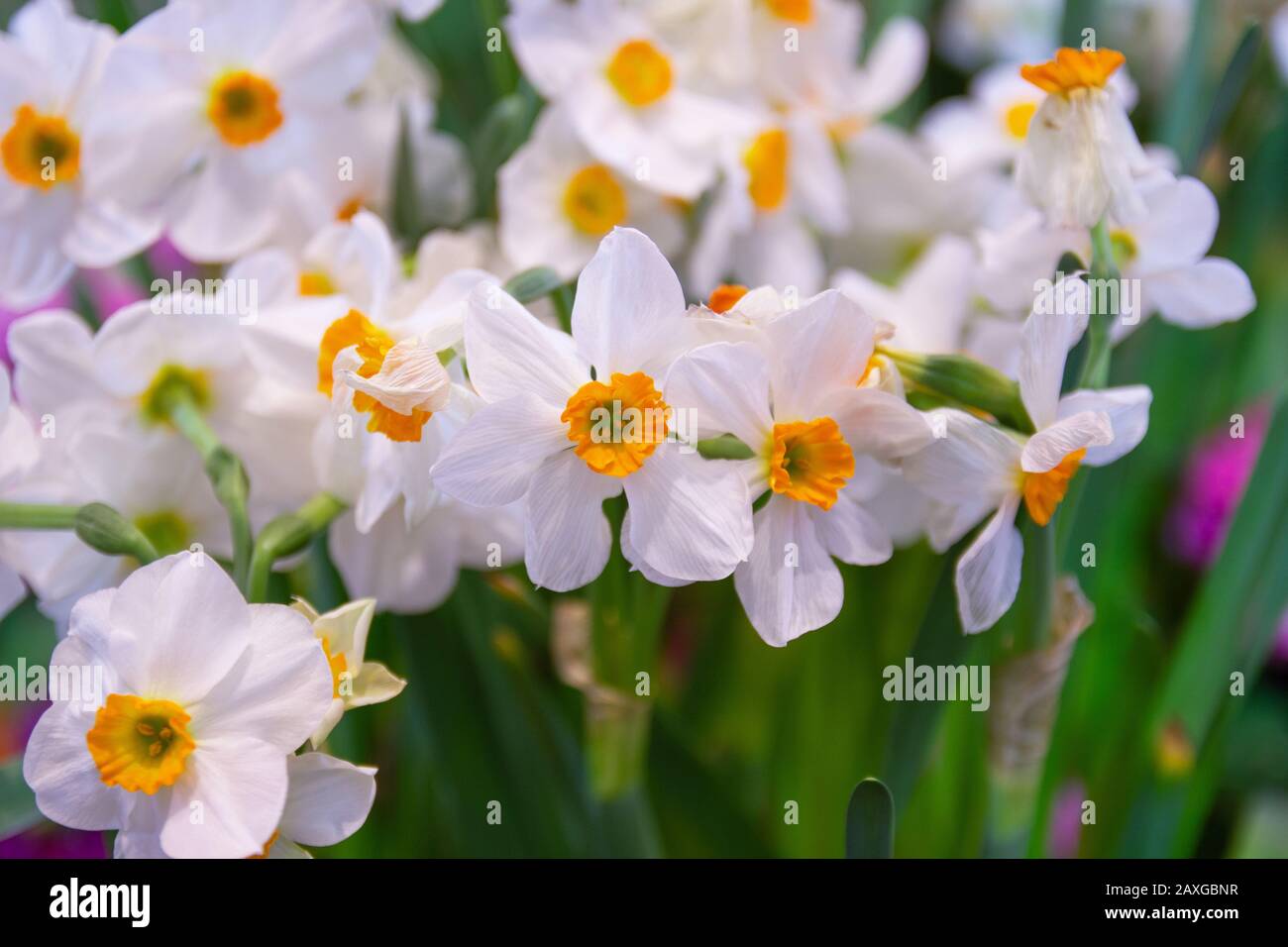 daffodil, géraniums un rare parfumé avec de belles fleurs, il y a une douceur retentissante qui est émise de la fleur Banque D'Images