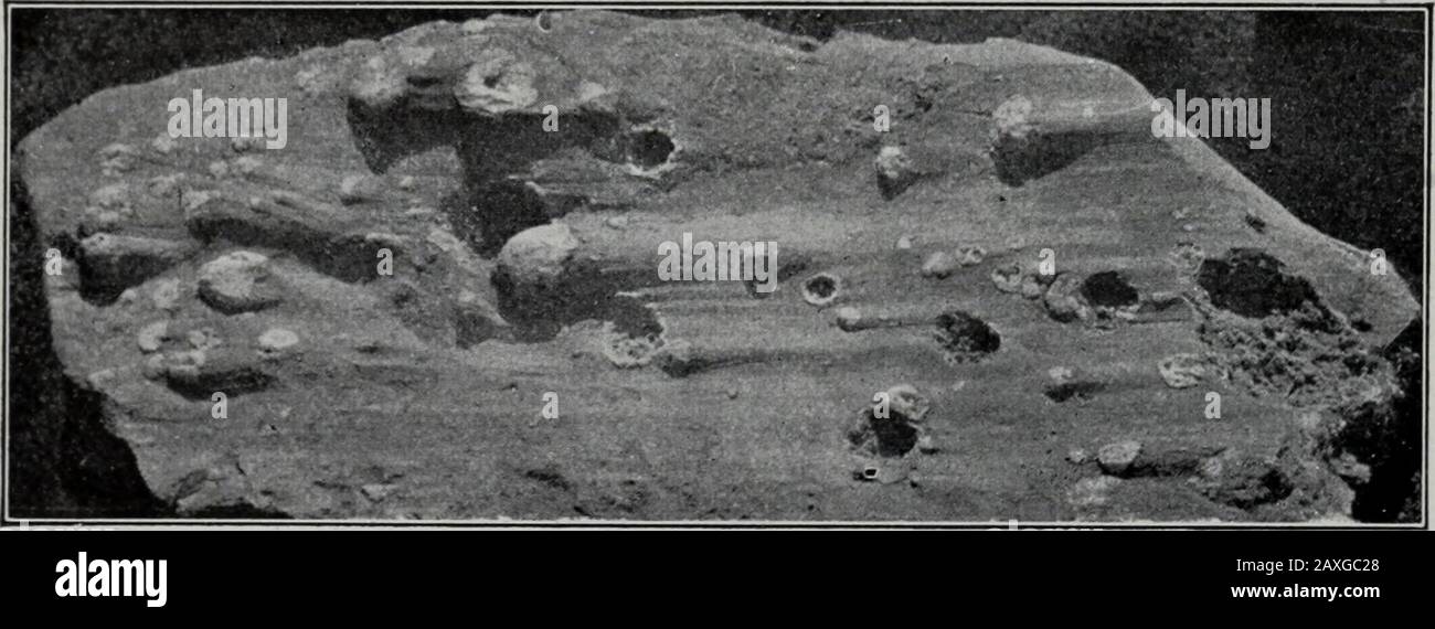 Géologie . Fig. 486.—Striées sur deux surfaces contiguës qui se rencontrent à grand angle.rive sud-est de l'île Kelleys, lac Érié. (U. S. Geol. Surv.) les protubérances de surface montrent souvent plus d'usure d'un côté que l'autre (Fig. 487 et 488). Dépressions des minutes (Fig. 488), spectacle. Fig. 487.—Petites protubérances de roche montrant l'effet de l'usure de glace. Sentiers glaciaires de knobsand. Les projections se composent de cert en calcaire. Près De Darlington, Ind. Banque D'Images