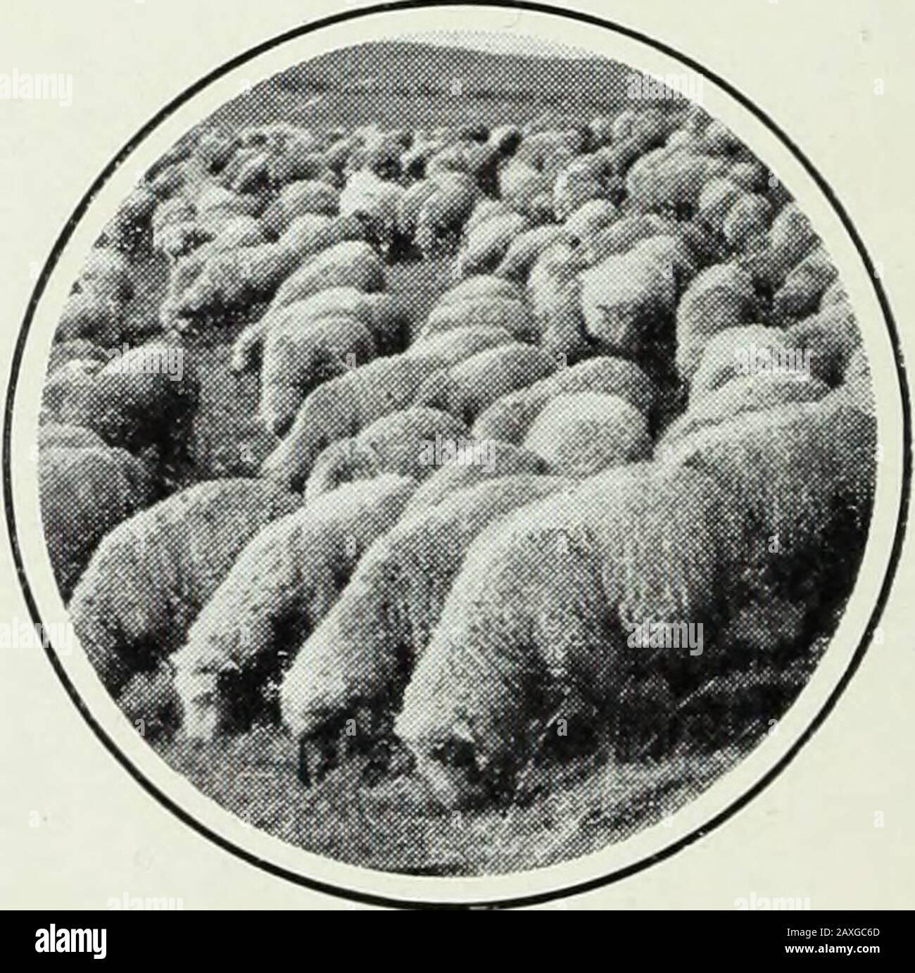 Le Canada . s de la gare. II apartient aussi au chemin Fer National. CEST un lieu idéal pour le touriste. De la,sur la piste faire laspension des montagnes, ou partir, en autoou a cheval, justiqua la gorge Maligne, le Mont grandiose« Edith Cavell » (ainsi nomme en mémoire de linfirmieremartire), dont une altitude de 3,344 mètres ; La montagne dela Pyramide et des lautres pointe des agents de 1 immense pat.le Pavillon du Pare Jasper, l'entroure de toutes parties de mon-tagnes, se termine par une série de petits chalets dissémineresca et la. Tous les sons du type alpin et pourvus de tout le confort. Sur le Peu Banque D'Images