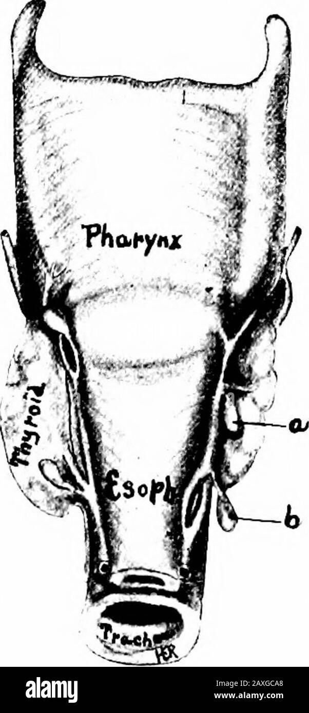 Un manuel d'anatomie . idney. Eachorgan pèse environ 6 à 7 grammes et des méas-ures de 5 cm de hauteur, de 3,75 cm de largeur et d'environ yi à yi (6 à 12 mm) d'épaisseur. L'surrénal droit est triangulaire dans le contour et sa base restsuon l'extrémité supérieure du rein droit. Sur la surface de la région du Sventral est vu un sillon, le hile, auquel émerge la veine surrénale. L'surrénalien gauche est semi-lunaire et sa base repose sur la partie supérieure de la bordure médiale et une partie des extremmitysupérieurs du rein. Sur sa surface ventrale est vu le hile. Les surrénales sont Banque D'Images
