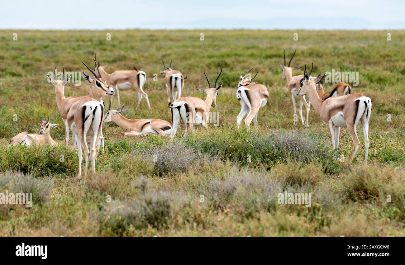 Troupeau de gazelle de Thomson reposant sur la savane africaine Banque D'Images