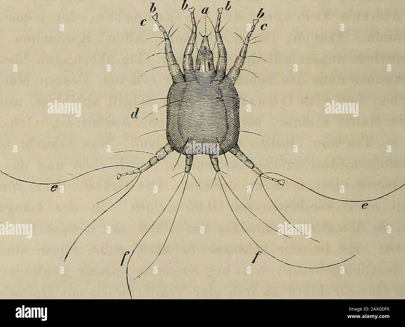 Die In Und An Dem Korper Des Lebenden Menschen Vorkommenden Parasiten Ein Lehr Und Handbuch Der Diagnostiquez Und Behandlung Der Thierischen Und Pflanzlichen Parasiten Des Menschen Zum Gebrauche Fur Studirende