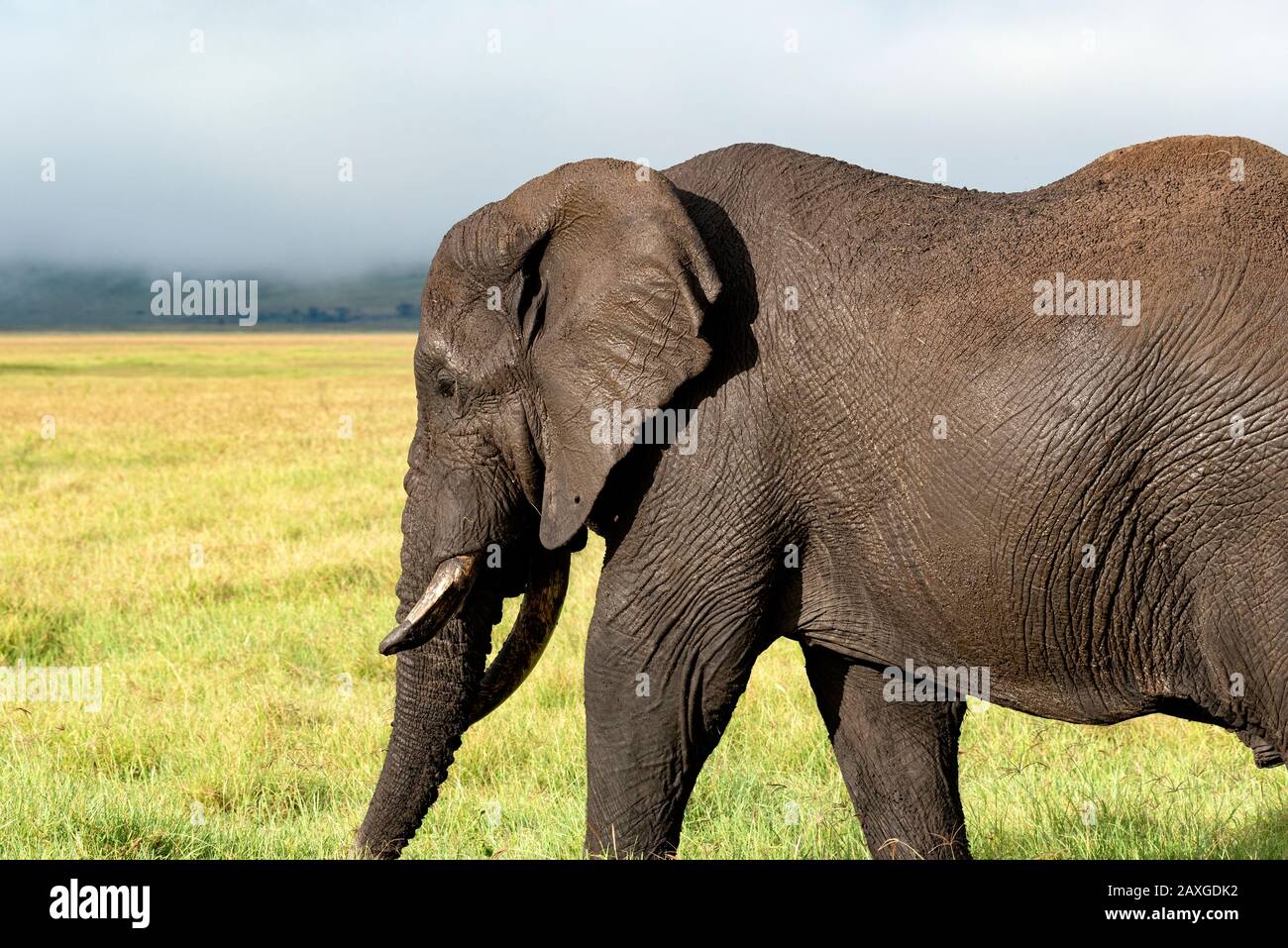 Éléphant avec le mur du cratère de Ngorongoro en arrière-plan Banque D'Images