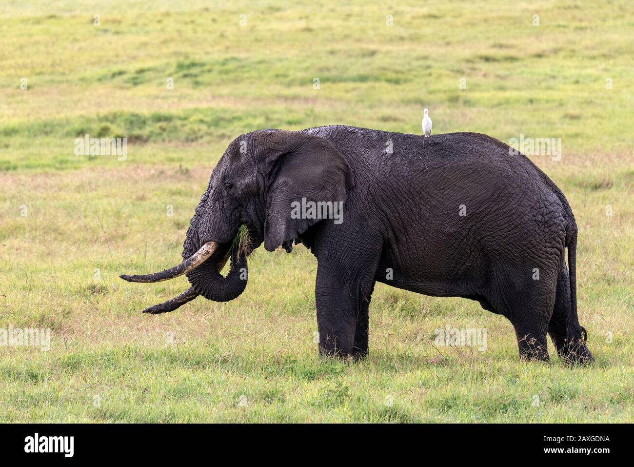 L'éléphant s'arrache sur l'herbe, avec des oiseaux blancs qui déchisent une balade. Dans le cratère de Ngorongoro Banque D'Images