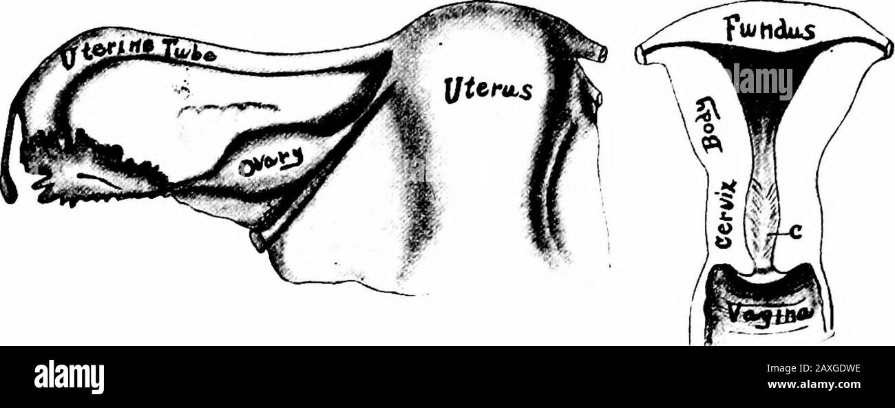 Un manuel d'anatomie . ^ onces (75 grammes). Il se compose oifundus, corps, col de l'utérus et bordure latérale. Fig. 243.- -vue Dorsale de l'utérus et de la moitié gauche du ligament large. Fig. 244.—sectionfrontale à travers l'utérus montrant l'évacuation (diagrammatique). C,PlicEe palmatae. Le fundus (Jundus uteri) est l'extrême supérieure, large et convexe au-dessus du niveau des ouvertures des oviduits et representsabout }i pouce de la longueur. Le corps {corpus uteri) est quelque peu attriangulaire en forme, large au-dessus et plus étroit au-dessous. Sa surface ventriculaire {fades vesicalis) est aplatie alors que la surface dorsale {fadesint Banque D'Images