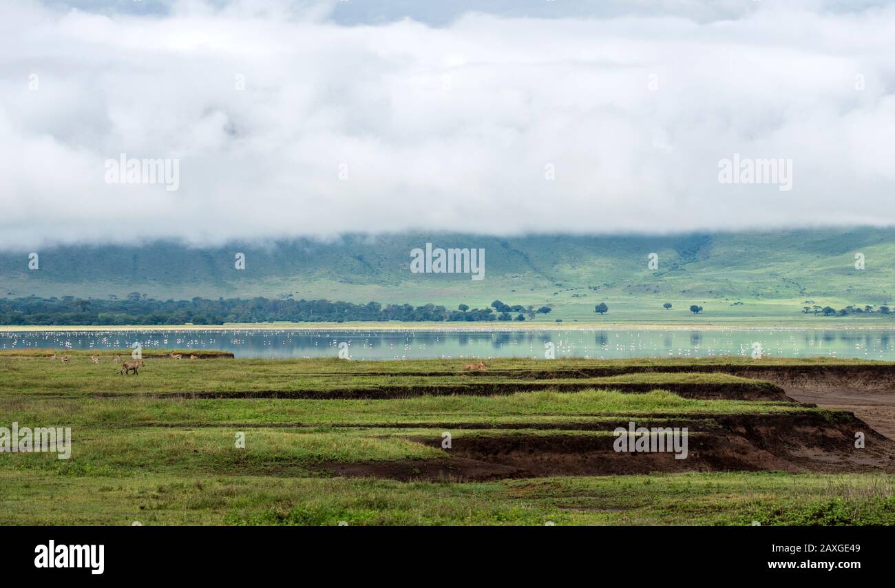 Le paysage de la belle région classée au patrimoine mondial Ngorongoro Crater conservation Area. Banque D'Images