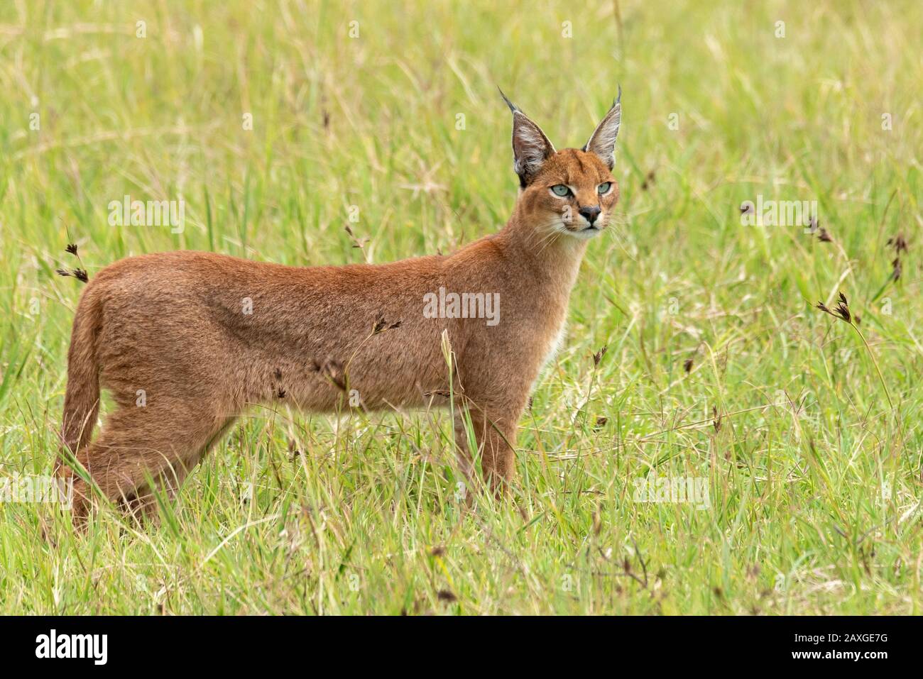 Le chat de Caracal, timide et souvent insaisissable, repéré dans l'aire de conservation du cratère Ngorongoro classée EUNSECO. 4 images sur 4 dans la série. Banque D'Images