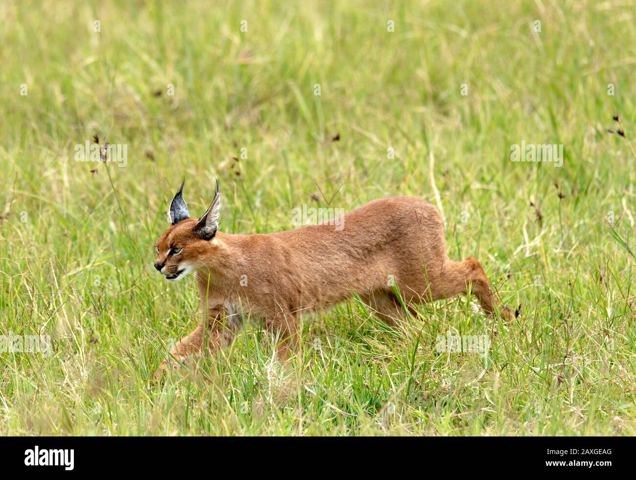 Le chat de Caracal, timide et souvent insaisissable, repéré dans la zone de conservation du cratère de Ngorongoro EUNSECO.2 sur 4 images de la série. Banque D'Images