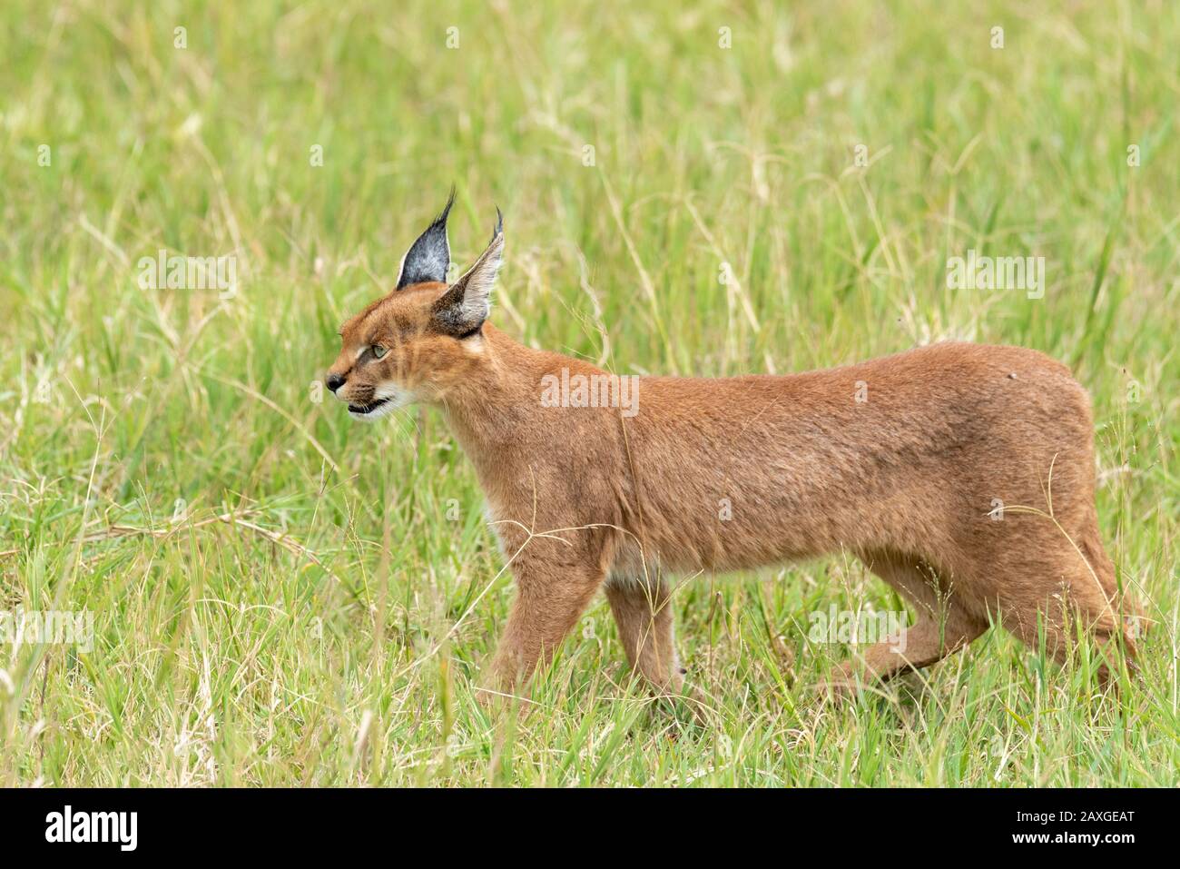 Le chat de Caracal, timide et souvent insaisissable, repéré dans la zone de conservation du cratère de Ngorongoro EUNSECO.1 des 4 images de la série. Banque D'Images