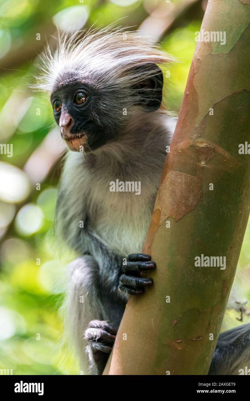 Singe Mignon Banque De Photographies Et D Images A Haute Resolution Alamy