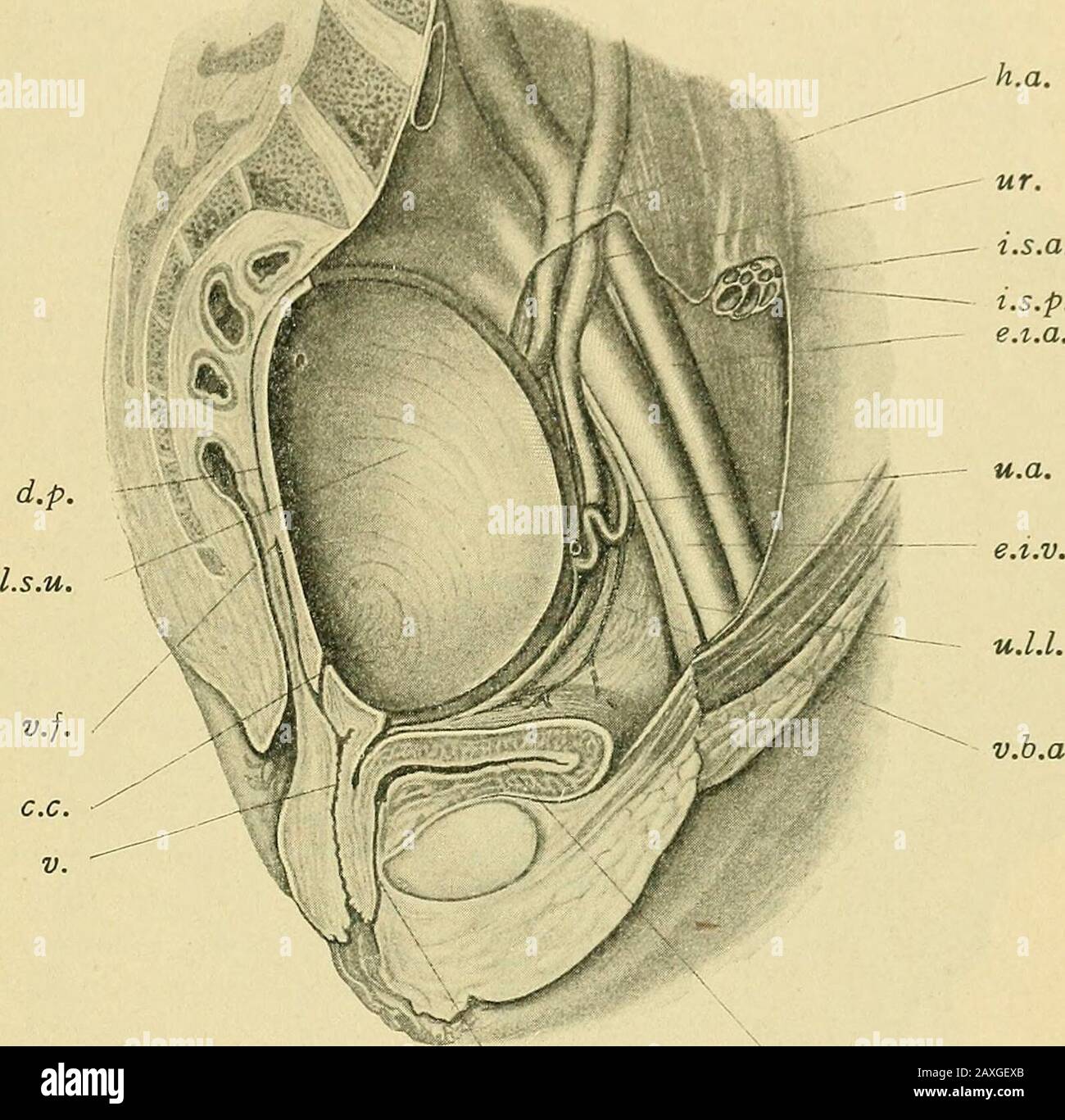 La pratique de l'obstétrique, conçue pour l'utilisation des étudiants et des praticiens de la médecine . i.v., iliacveine interne; u.L., ligament latéral ombilical; u., artère utérine; b., vessie; ur., urètre.— (TANDLER et Halban.) terme complet, base du triangle correspondant à la ligne pectinée, et itsapex à la corne de l'utérus (Fig. 159). Après l'accouchement, les ligaments ralentiregagnent leur position dans le bassin. Par conséquent, les uretères n'ont aucune relation fixe avec les ligaments larges dans la dernière partie de la grossesse, parce que les uretères font DES PROPRIÉTÉS DE L'UTÉRUS. Les malades ne subissent pas le même déplacement Banque D'Images